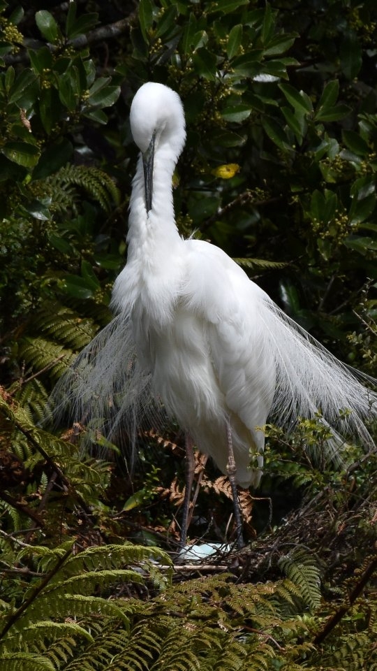 Discover New Zealand’s only Kōtuku, White Heron nesting colony in the enchanting Waitangiroto Nature Reserve 🪽
Witness their courtship, nest-building, chick-rearing, and other fascinating behaviours - all unique to their ancestral nesting site and not seen anywhere else in Aotearoa.
Daily Tours departing from Whataroa.
Book now for this nesting season - www.whiteherontours.co.nz 🥰
#whiteheronsnz #whiteherontours #whiteheroncolony #kōtuku #whiteheronsanctuary #nzbirds #birdsnz #birdwatchingnz #birdphotography #guidedtoursnz #whataroa #westcoastsouthisland