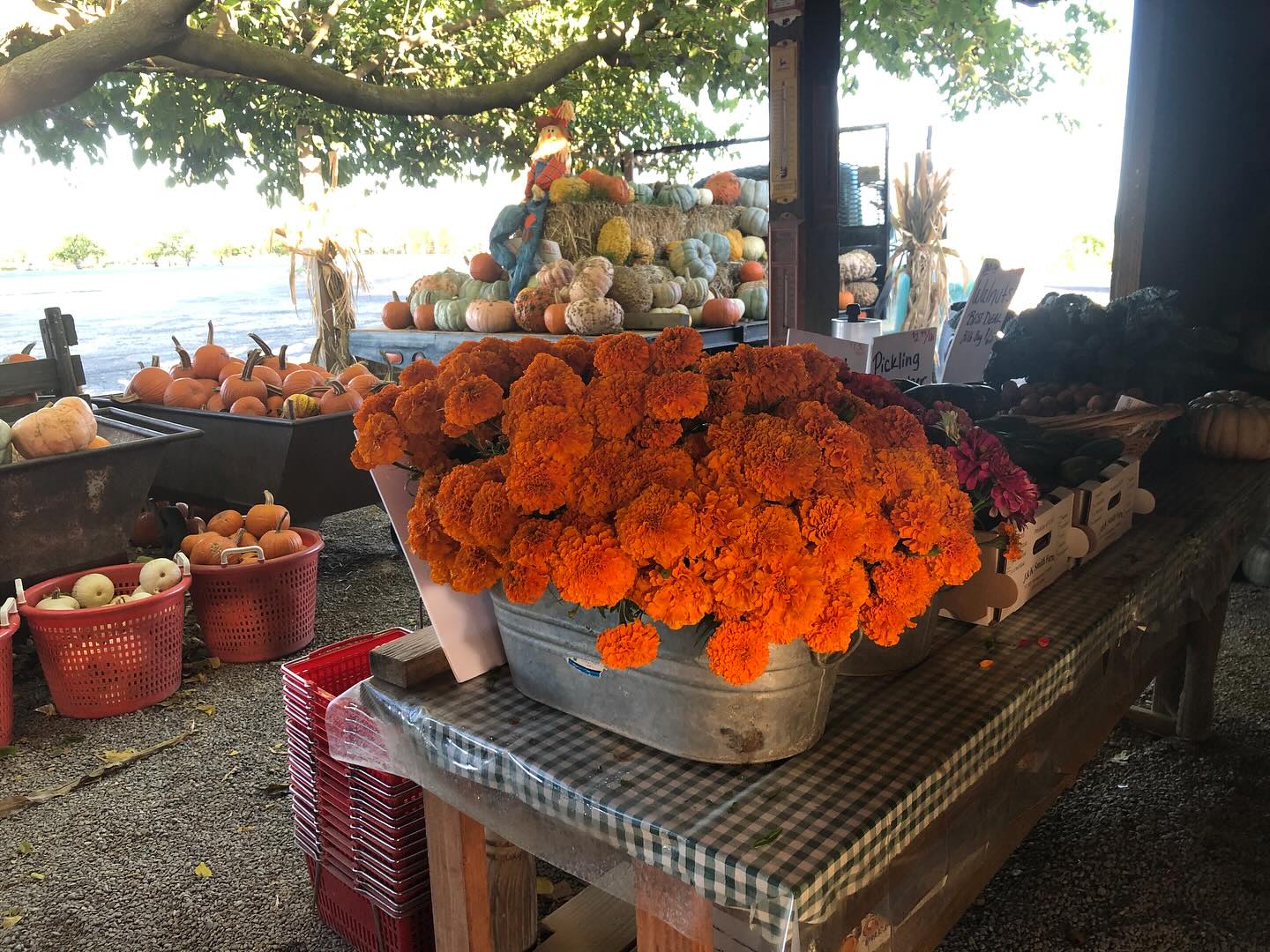 We now how flowers for Día de los Muertos for sale at our stand! $10 per bunch or 3 for $25 🌸🌸🌸