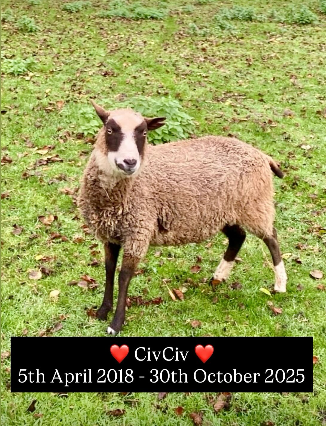 CIVCIV - 5th April 2018 - 30th October 2025 π π
CivCiv passed away suddenly on 30th October 2025 with no signs of illness or anything wrong ππ. She was born here at the sanctuary in April 2018 β the very first lamb born in my care after I rescued her mumβs generation.
I still remember the day she was born so clearly. I had just started a new job and, on my way to work, saw two tiny lambs being born β CivCiv and her twin sister, Maya. She was named after my brotherβs cat, who passed away on the same day she came into the world.
She always had such a positive personality β a mark on her face that made her look like she was always smiling, and a split ear that made her instantly recognisable. She never sat still, following me everywhere and taste-testing every hay bale I put out.
Her mum Cheryl and twin sister Maya are still with us, and her absence is deeply felt. Rest peacefully π sweet, smiley girl β€οΈ
.
.
.
.
.
#sheep #sanctuarylife #civciv #sheepofinstagram #animalsanctuary #restinpeace #foreversheep #animalfamily #vegan #compassion #grief #friendsnotfoodp
#hoovesandtails #animalcount #animalsmatter