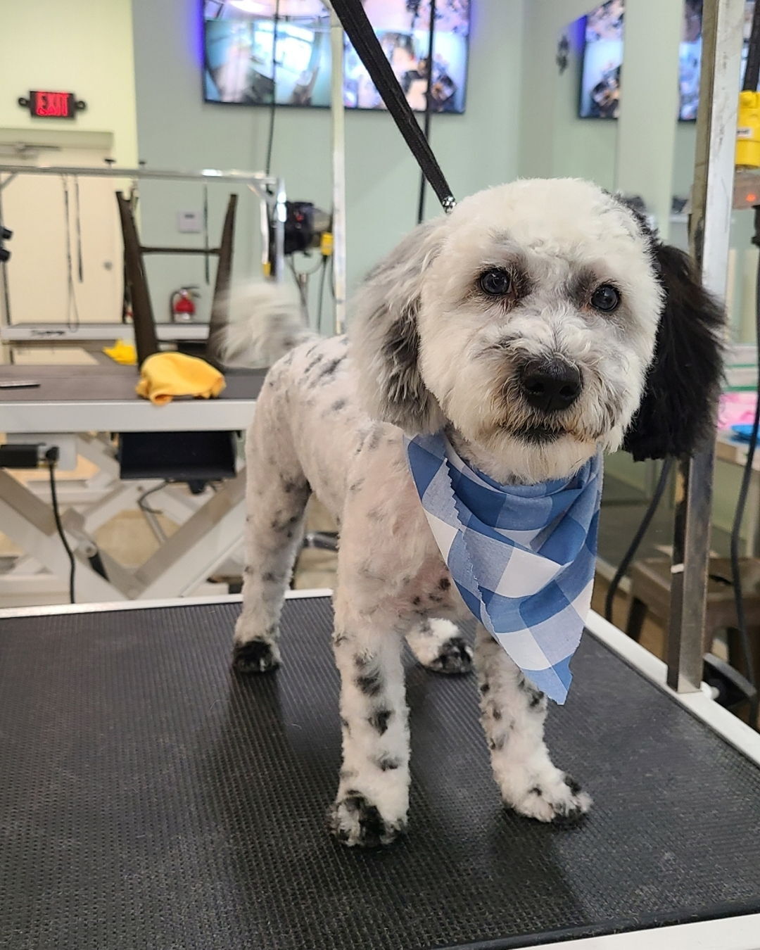 Bring them doggies in and leave with a wagging tail and a happy heart! 🐾✨
📍 EL PASO, TEXAS
🐾14021 Pebble Hills Blvd suite 203
🐾 @dogspaw_ep
🐾 www.elpasodogspaw.com
📞(915)307-3078
🗓️Wednesday-Sunday
⏰9am-5pm
#DogGrooming #LuxuryDogSpa #PamperedPups #FurryFriends #DogCare #PuppyPampering #DogLovers #GroomedWithLove #DoggyVacation #HealthyHappyDogs #dogSPAW #DogSpaDay #PetCare #FluffyAndFresh #PamperYourPup