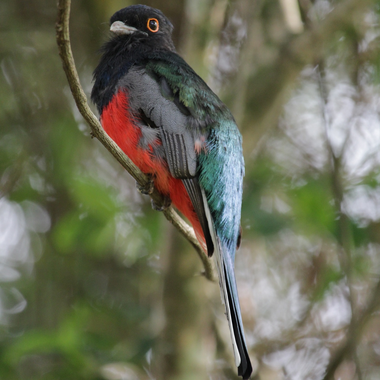 Alguns dos avistamentos nas trilhas que realizamos por aqui… Moradores dos Parques Nacionais!
#birds #mataatlantica #observacaodeaves #canyonsdosul #aparadosdaserra #trip #travelphotography