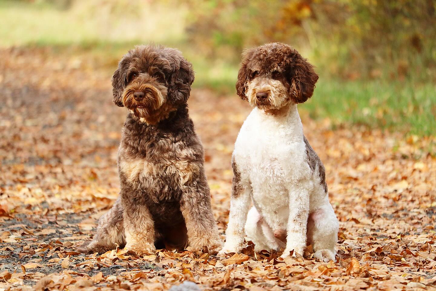 Buzz & his son Reggie, our two Australian Labradoodle Sires. What handsome guys #australianlabradoodles
