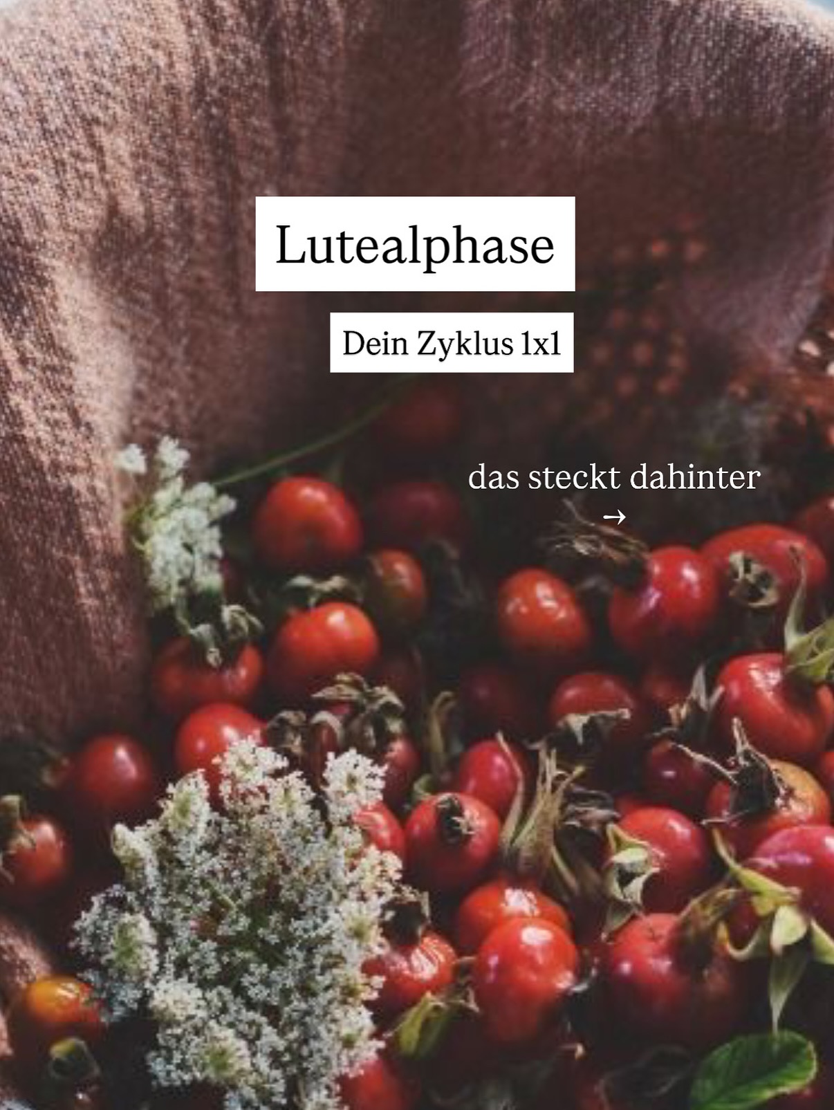 Nach dem Eisprung beginnt die Lutealphase – die zweite Hälfte deines Zyklus. 🌖
Jetzt übernimmt der Gelbkörper das Steuer und schüttet Progesteron aus – das Hormon, das dich beruhigt, erdet und auf Rückzug einstimmt.
In dieser Phase bereitet sich dein Körper liebevoll auf eine mögliche Einnistung vor.
Vielleicht spürst du, dass du etwas langsamer, ruhiger oder sensibler wirst: das ist kein Rückschritt, sondern deine ganz natürliche Einladung zur Entschleunigung und Selbstfürsorge. 🥰🍂
In den nächsten Beiträgen erfährst du, wie du diese sanfte Phase für dich nutzen kannst – für mehr Balance, Gelassenheit und innere Stärke.
💌 Lade dir gerne meinen kostenlosen Wellness-Tracker auf meiner Webseite herunter und begleite deinen Zyklus mit mehr Achtsamkeit!
#lutealphase #zykluswissen #hormoncoach #zykluscoaching #frauengesundheit #hormonbalance #achtsamkeitimzyklus