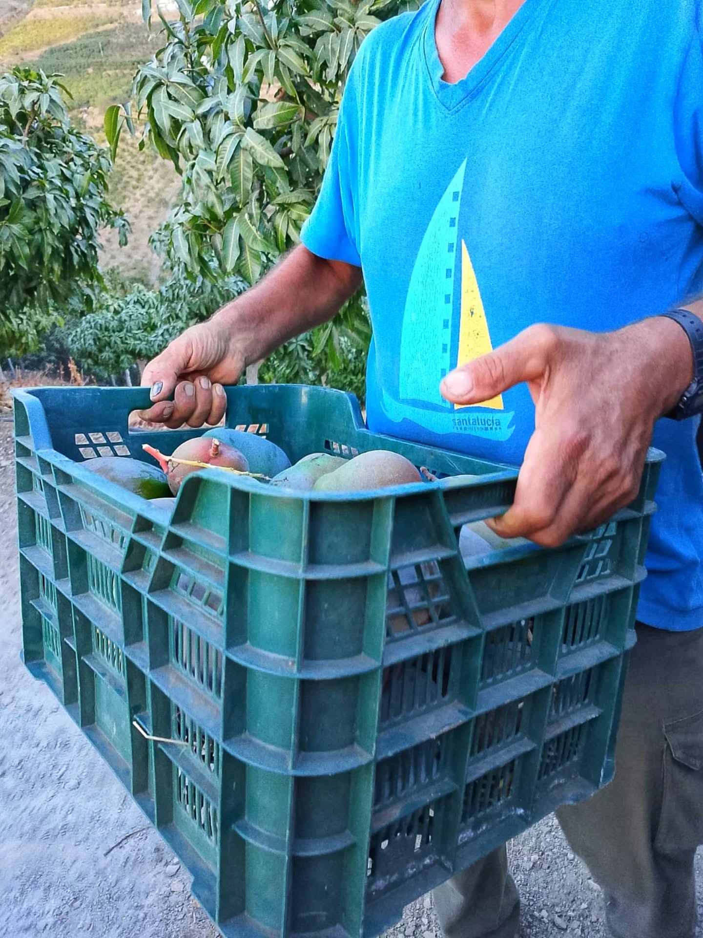 Entre el susurro de las hojas y el aroma de la tierra,
unas manos recogen lo que años atrás fue semilla.
🥭 Así garantizamos el sabor del auténtico mango malagueño.
#PacoElPeloto #mangodemálaga #axarquia #productodetemporada #mangolovers #raícesquedanfrutos #mangokeitt #saborauténtico