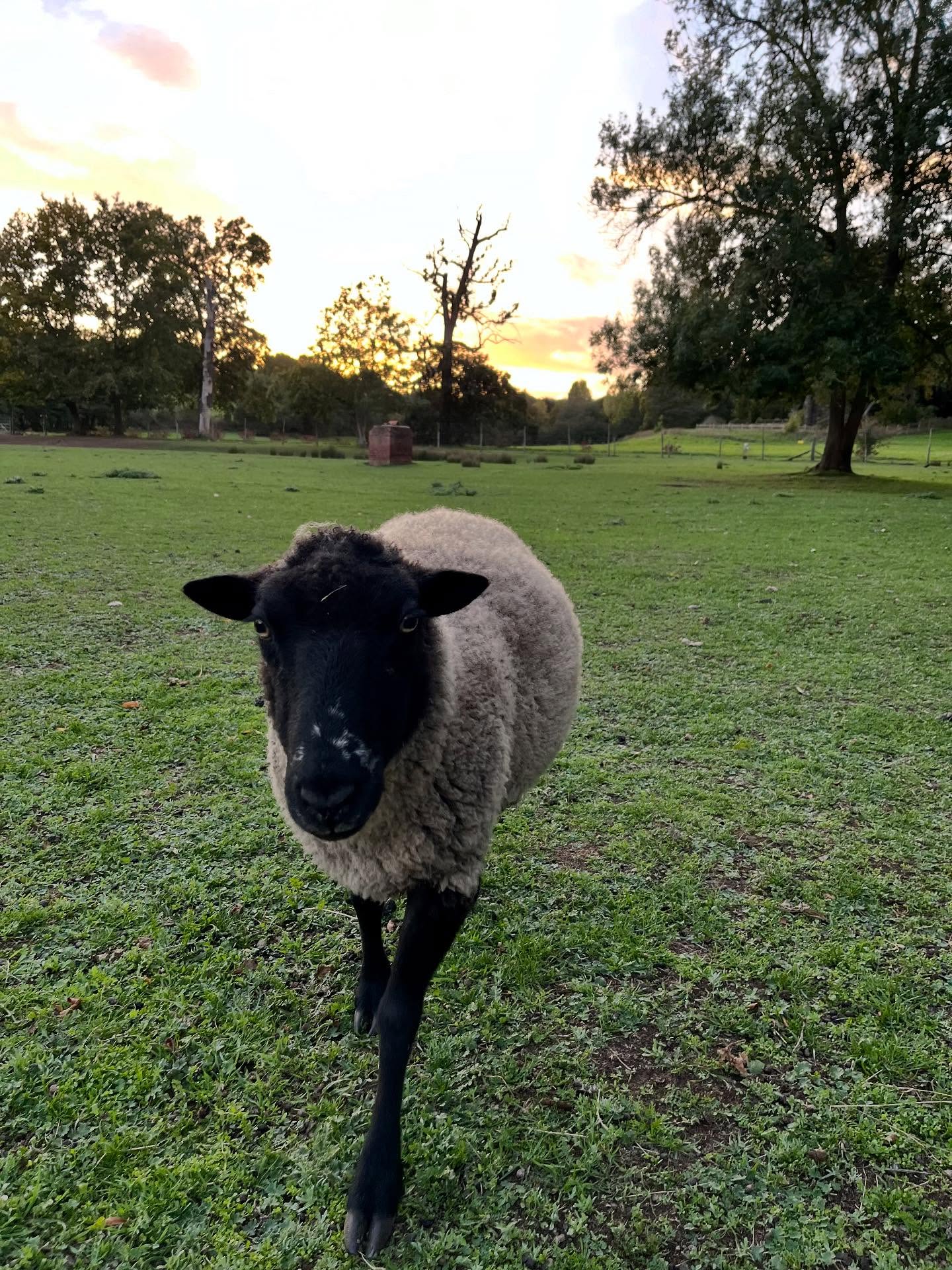 PHOTO DUMP - OCTOBER 2025
.
.
.
.
#hoovesandtails #october2025 #photodump #sheep #goats #ukwildelife #fox #ducks #sanctury #animalsmatter