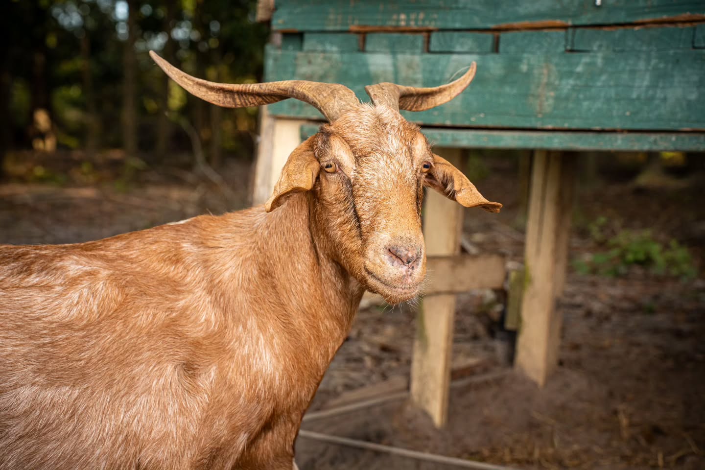 Our Goat Ladies π Nilly, Black Betty, and Pizza keep the back of our property free of underbrush, without them we wouldn't be able to walk our woods! They also help with desensitizing dogs, and serve as a strong distraction during training. They are spoiled rotten and come running to Ben's call of "Hey Ladies!" because that means treats π
#dog #dogs #dostagram #dogsofinstagram #pup #puppy #pupper #doggo #puppylove #doglove #doglover #doggie #doglife #puppylife #dogsofinsta #puppiesofinstagram #dogsofsavannah #dogoftheday #pets #doglife #dogtraining #dogboarding #dogsitting #petcare #savannah #petphotography #goats