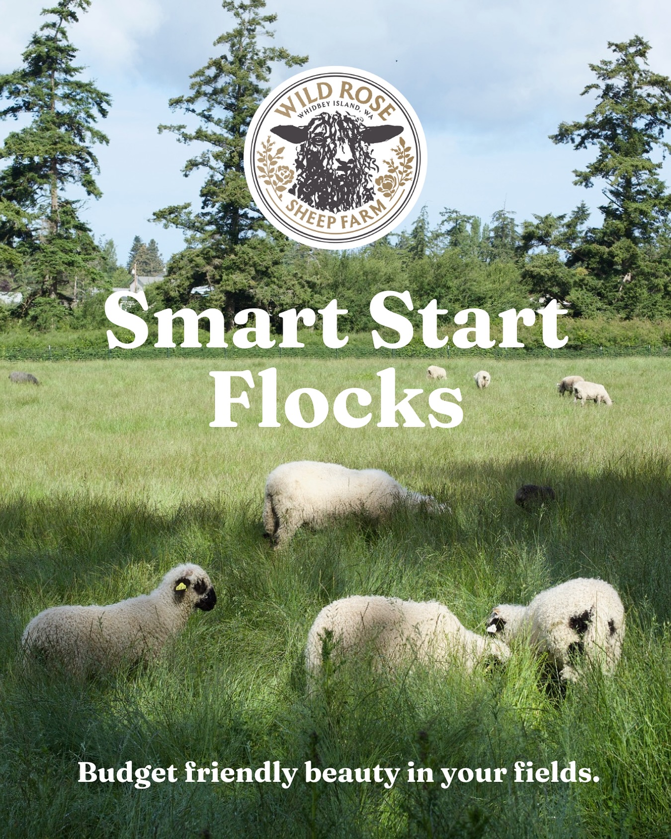 Start Smart💸 Starter Flocks: F1 Ewes + Purebred Ram = F2 Lambs 🐑✨
Get that classic Valais charm for a fraction of the price. We have some wonderful, but not perfectly marked, Purebred Valais Rams ready to go home with a small flock of beautiful percentage ewes.
Our percentage F1 ewes are gorgeous, friendly, easy lambers and bred for success. Along with a Purebred Valais Ram you’ll start smart and hit the ground running with your own solid breed up program.
🐑 F1 = great starter ewes
🐑 F2 = strong Valais features born on your land
🐑 Beautiful animals for no fluff pricing
✨ Reach out to start your own Valais breed-up program with confidence:
📞(360) 969-3359
📧 wildrosefarmwhidbey@gmail.com
🔗 wildrosefarmwhidbey.com
#starterflock #smartstart #sheepfarm #valaisblacknosesheep #valais #purebred #percentage #affordable #flock #sheep #breedingstock #livestock #farmanimals #breedup