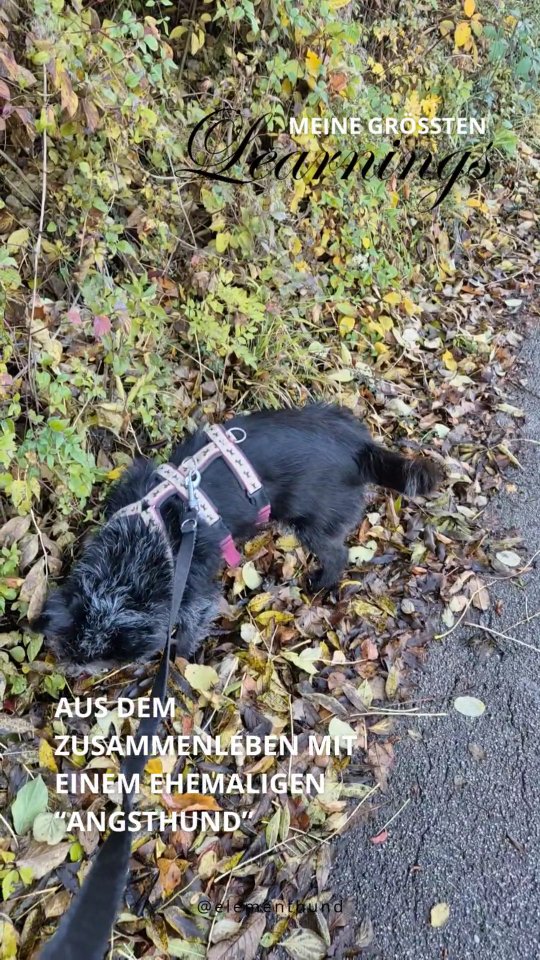 Angst ist immer subjektiv. 💭
Nur weil wir etwas nicht bedrohlich finden, heißt das nicht, dass unser Hund es genauso wahrnimmt.
Gerade an Silvester zeigt sich das deutlich – viele Hunde haben große Angst vor den Geräuschen.
🎆 In meinem Online-Silvesterkurs lernst du, wie du deinen Hund gezielt vorbereitest oder bestehende Ängste nachhaltig lindern kannst.
Start: 7. November
Anmeldung nur noch bis Freitag Mitternacht! ⏰
👉 Alle Infos findest du über den Link in meiner Bio.
#hundeangst #angsthund #hundetraining #silvesterangst #silvesterhund #hundeliebe #positiveshundetraining