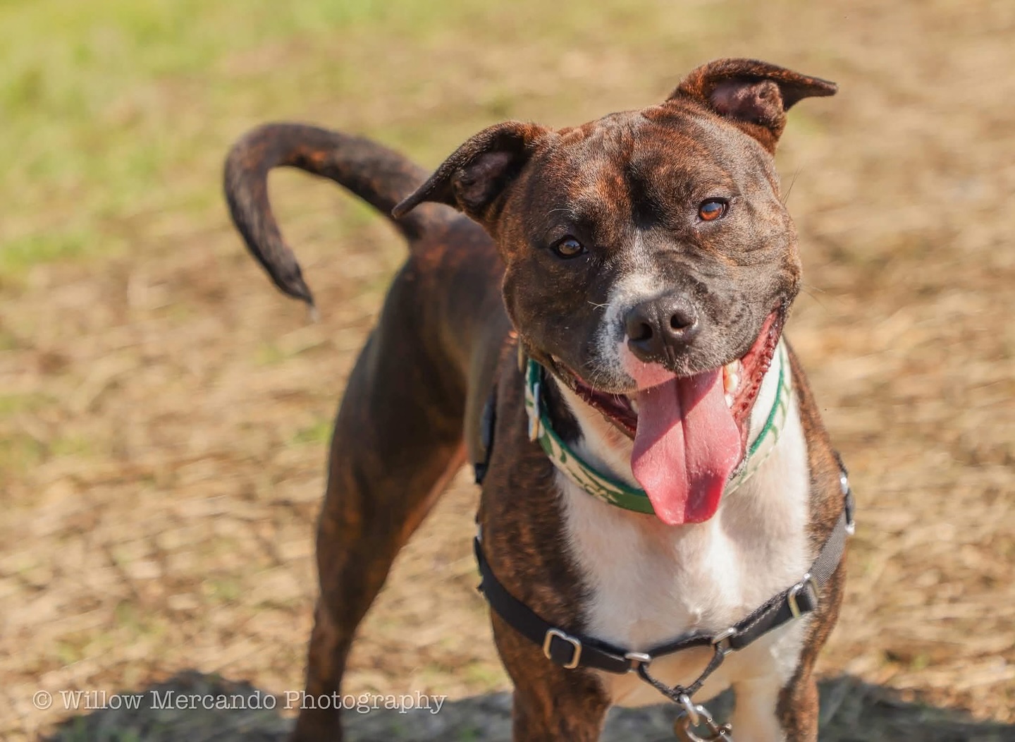 ‼️UPDATE‼️ ROMEO HAS BEEN ADOPTED!! ❤️
⁉️6️⃣2️⃣8️⃣⁉️
Six Hundred and twenty eight days is how long sweet Romeo has waited for a home with Pitt Friends.
This doesn’t even include the time he spent at PCAS either which would make his days much closer to 700 looking for someone to love. That is FAR too long for such a good boy!
Dashing good looks with the most stunning bridle pattern I have seen. It has to hit the sun just right to show off all the gorgeous browns and blacks mixed together. This guy explodes with happiness wherever he goes which leaves us wondering, where IS his family?
💘 Crate trained & House trained
💘 Great with other dogs (would love to have a fur sibling)
💘 No issues with cats
💘 Hiking/running/walking buddy
💘 Up for any adventure
💘 Loves to be social and just hang out with friends
💘 Good with kids
💘 Around three years old
To meet Romeo, please submit an application at Pittfriends.com 🧡
**** PLEASE SHARE! We would love to get 1️⃣0️⃣0️⃣ shares for this sweet guy and maybe just MAYBE find his family after his long wait. ****