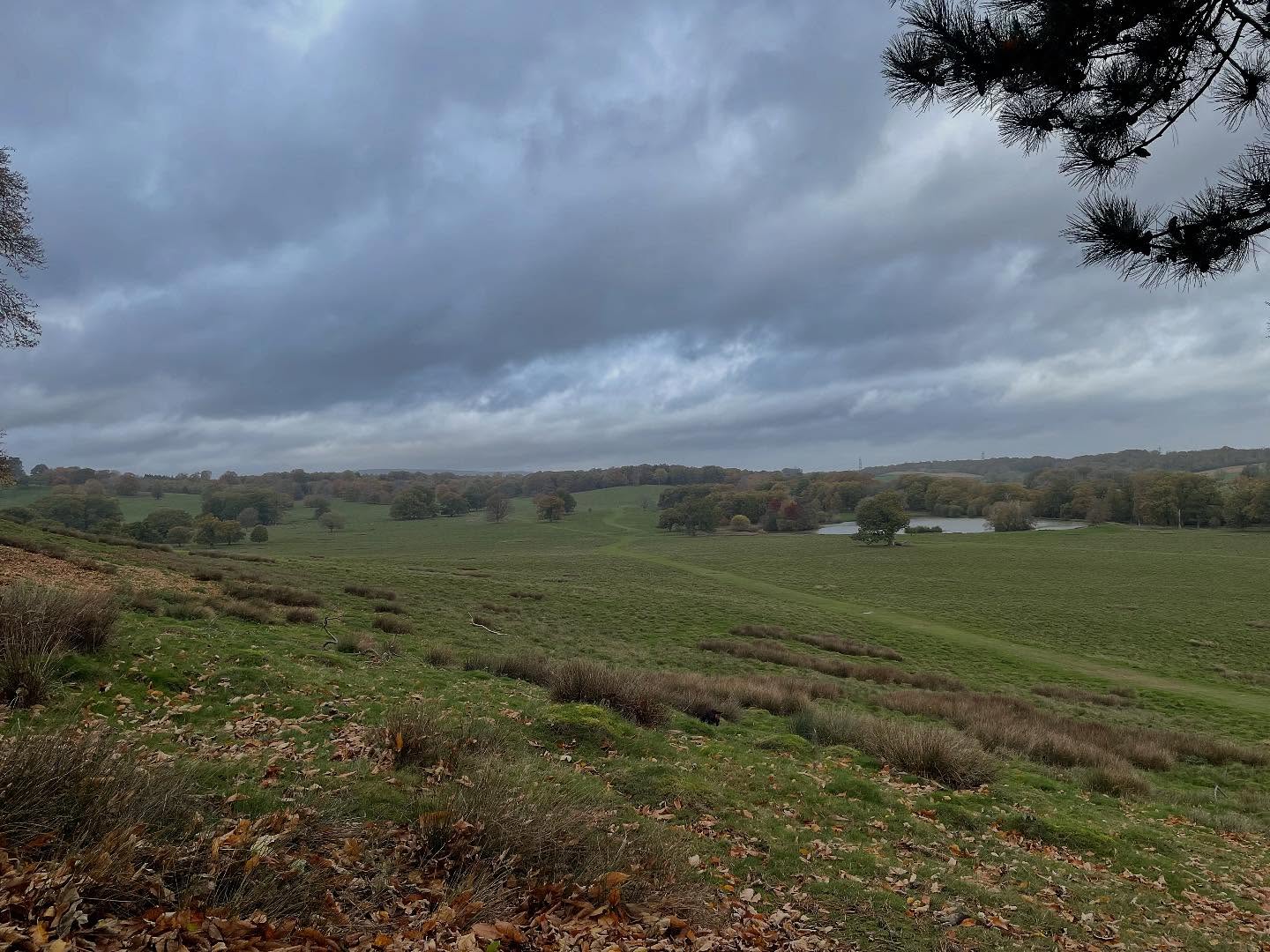 Back at Petworth Park today, brilliant place to de-sensitise prey-driven dogs. Gentle lead work and firm heel, all with the overlay of temptation: hundreds of deer. Another success story this afternoon ❤️❤️