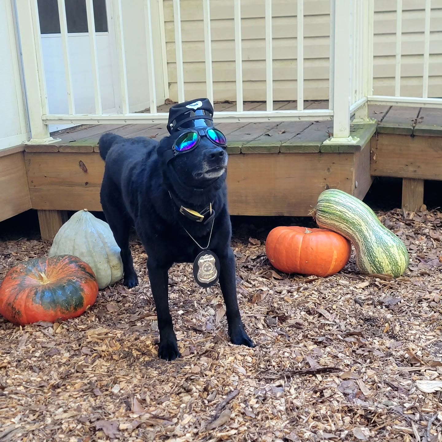 Officer Bila says: It is illegal to not dress your dogs up on Halloween!!! 🚨🚓
We want to see your pups in their costumes!! Send your pics to Abby at 401-258-3638 and we will share them here!
#dog #dogs #dostagram #dogsofinstagram #pup #puppy #pupper #doggo #puppylove #doglove #doglover #doggie #doglife #puppylife #dogsofinsta #puppiesofinstagram #dogsofsavannah #dogoftheday #pets #doglife #dogtraining #dogboarding #dogsitting #petcare #savannah #halloween #doghalloweencostume