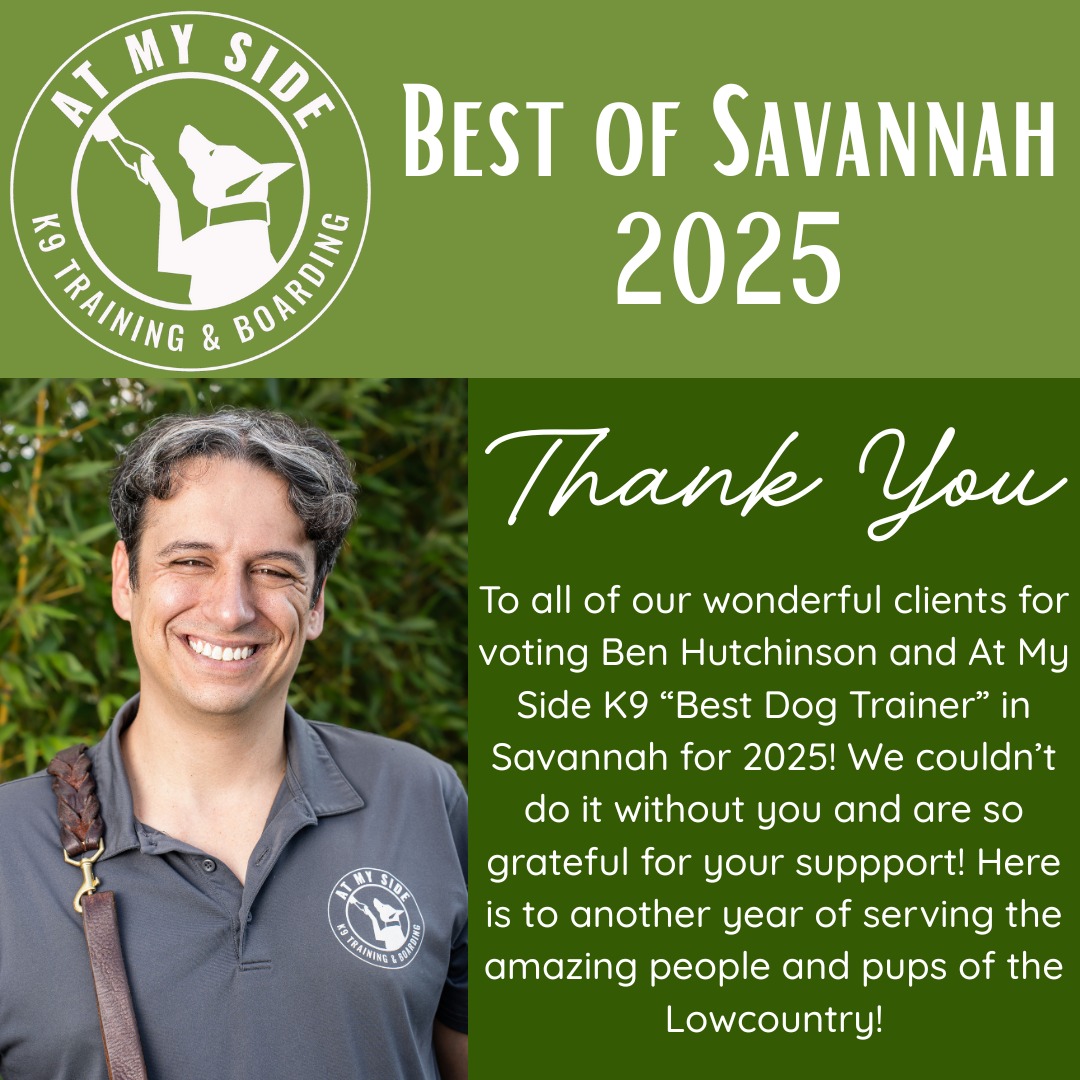 We are so proud to have been voted Best of Savannah 2025! Thank you to everyone who voted for Ben Hutchinson and At My Side K9!
#dog #dogs #dostagram #dogsofinstagram #pup #puppy #pupper #doggo #puppylove #doglove #doglover #doggie #doglife #puppylife #dogsofinsta #puppiesofinstagram #dogsofsavannah #dogoftheday #pets #doglife #dogtraining #dogboarding #dogsitting #petcare #savannah #bestofsavannah