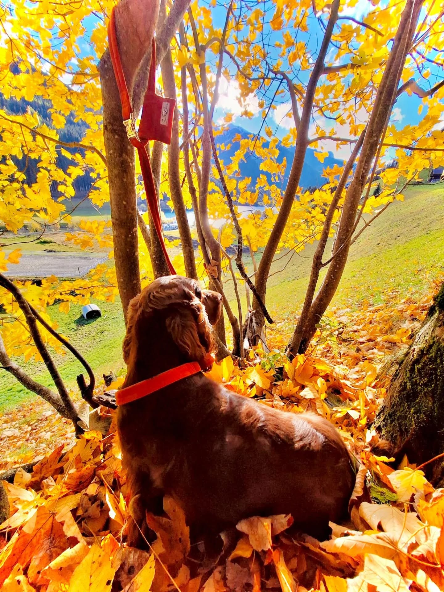 Herbstfrisch mit Kürbis-Kick🍁
Der Herbst ruft – und unser Set aus Hundeleine, Halsband und Kotbeuteltaschl ist bereit, ihn zu erobern. 🧡🐶
Weiche Griffigkeit, zuverlässige Sicherheit und der kuschelige Kürbis-Ton machen jeden Spaziergang zum gemütlichen Erlebnis.
Perfekt abgestimmt auf die fallenden Blätter, stylisch zu jedem Hundepfoten-Glücksmoment. 🍁🍂🧡
Features:
Pflegeleichtes, robustes Material 🧴💪
Leichtes Kotbeutel-Taschl mit einfachem Zugriff 🗑️👌
Wärmendes Kürbis-Branding, das Herbstlaune bringt 🍊✨
Schnapp dir das Set jetzt und starte stilvoll durch den Herbst! 🍁🐶
#Hundeliebe #Herbstmachtglücklich #KürbisFarbton #HundeSet #SpaziergangStyle #SeasonChic#SeChic#SetLiebe#selbstgemacht#südtirol