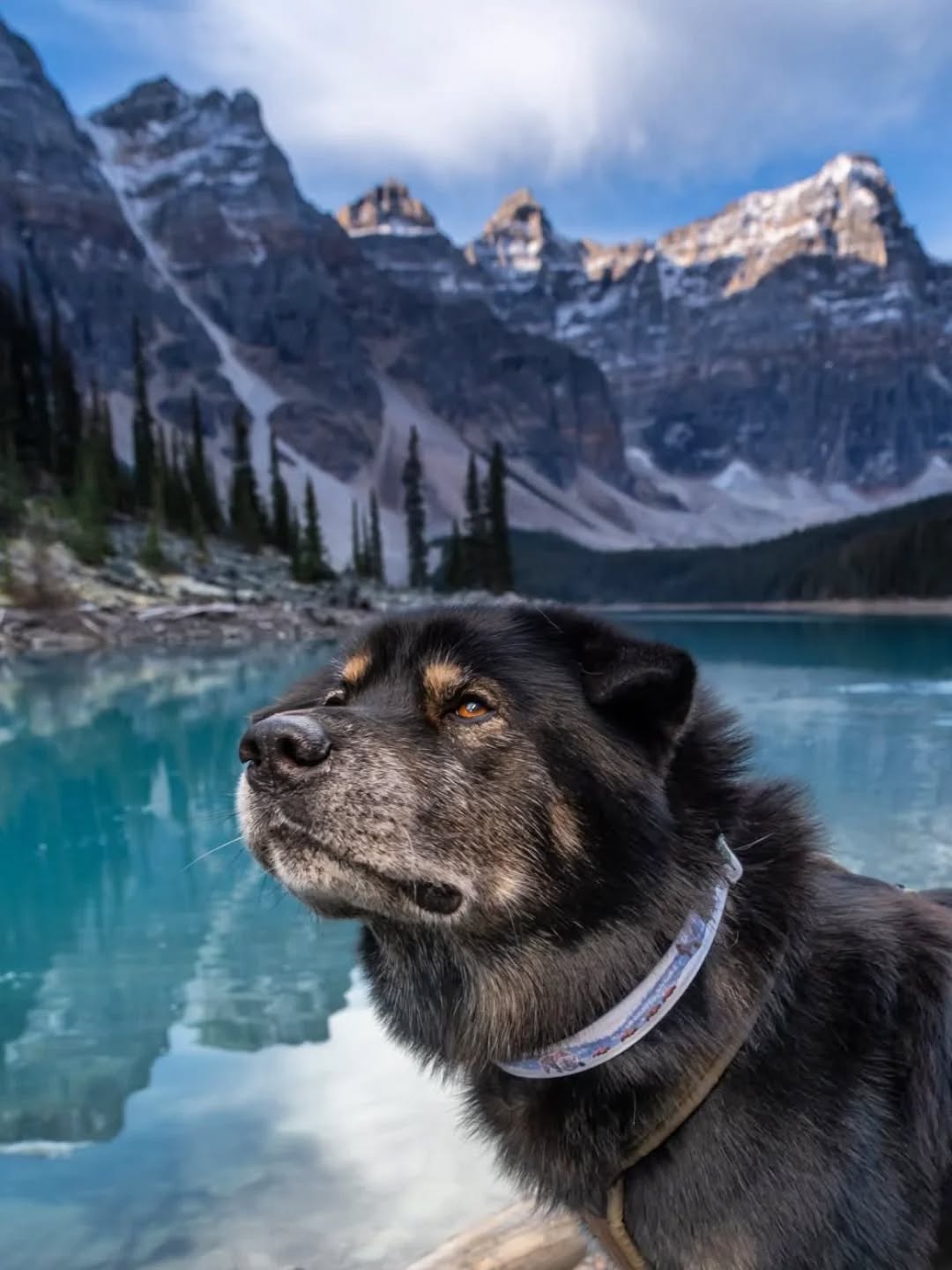 When you're a little grumpy because your pawrents woke you up waaaaaay too early to catch your shuttle to Moraine Lake...but you have to admit the views were worth it!
With this post I'm throwing my hat in the ring to be an ambassador for @risingriverllc during the winter term. As everyone knows winter is my prime adventure season, and these durable, easy-to-clean collars created with Wendy's original art perfectly capture the spirit of adventure that I live for. And as you can see here, they perfectly complement the wild scenery we like to visit! (Mom also says that collar shots present an interesting photo challenge for her... she has to think outside of my default angles or the collar won't show amongst my floof).
What would be your favorite adventure spot to see depicted on a collar?
