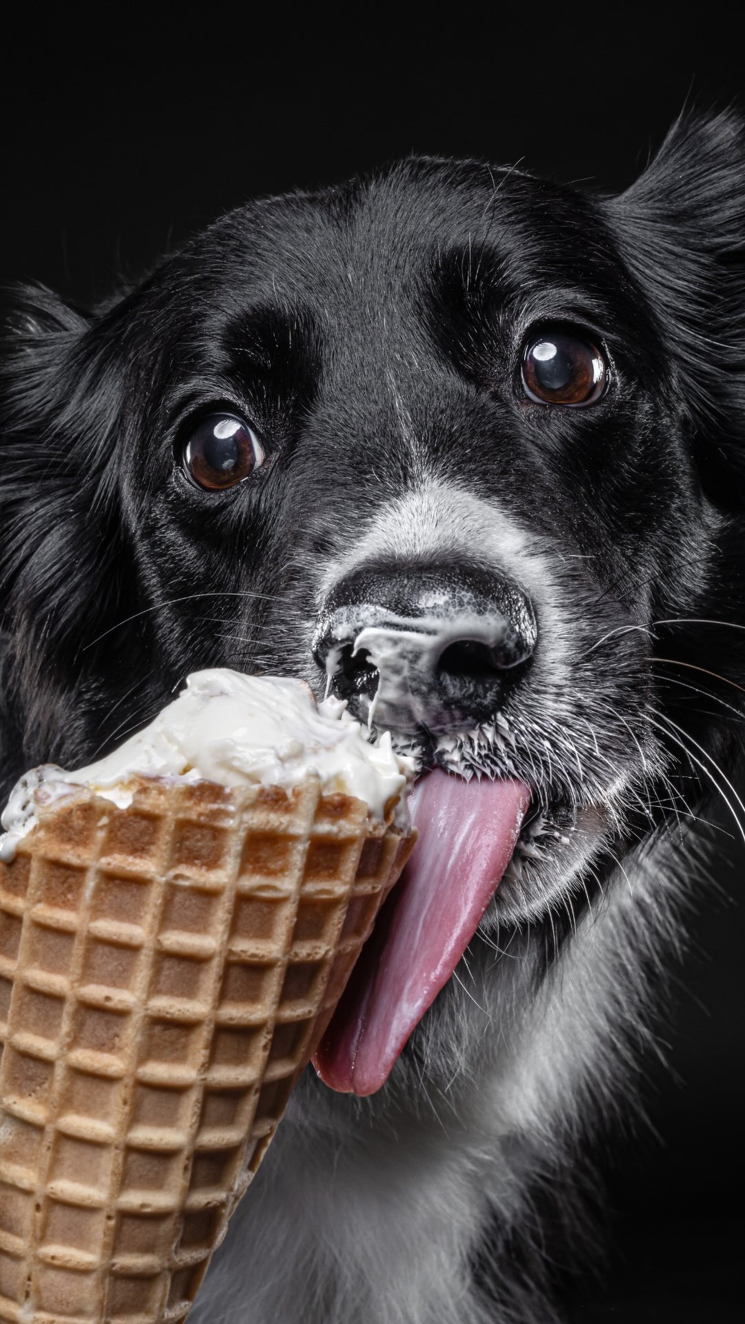 sweetness (and cuteness) overload ๐ถ๐ฆ
. . .
#dogphotography #portmoody #dogphotographer #dogsofinstagram #dogphotoshoots