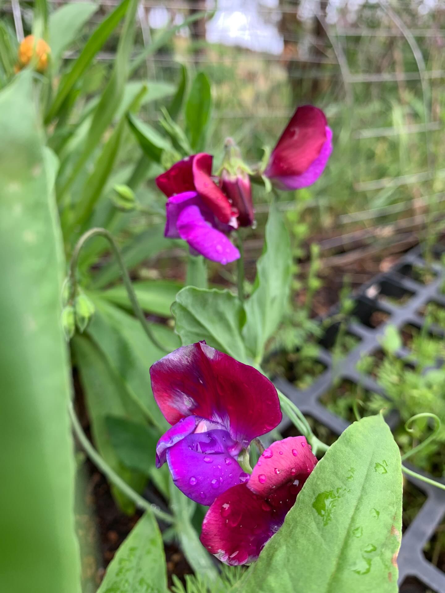 The garden after a lovely rain. We still need more rain but happy for a gentle soaking. Every day a new bloom reveals itself. #springrain #springblooms #amazingfragrances #colourpop