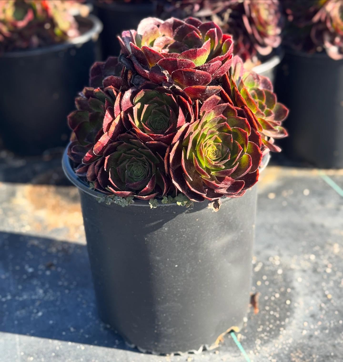#SucculentSunday featuring Semponium ‘Vortex’
Semponium ‘Vortex’ is a hardy hybrid of Aeonium and Sempervivum. With this cross we get the look of Aeonium, but with the hardiness of Sempervivum.
Expected Growth: 1-2 feet wide by 1-2 foot tall
Currently available in 3 gallons at West Covina Nurseries. Place your order today! (805) 964-8270