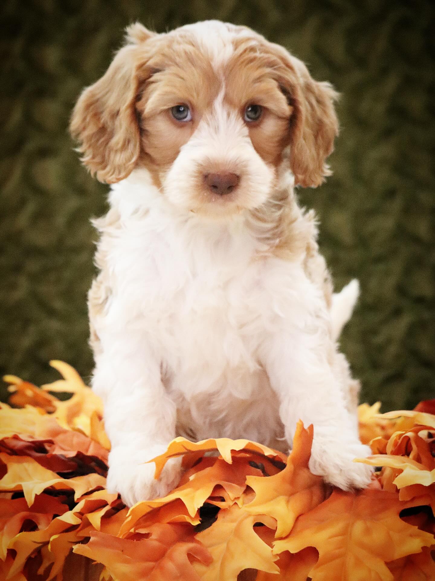 Pudge & Buzz Mini Teddy Bear Bernedoodle babies #lkbernedoodles