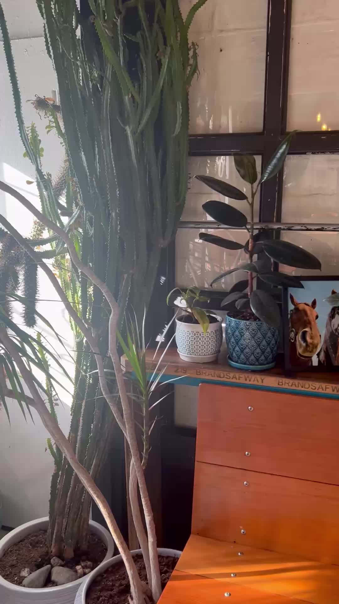 An oasis for people and plants
#plantsmakepeoplehappy #CraftCocktails #CraftMocktails #goodvibes