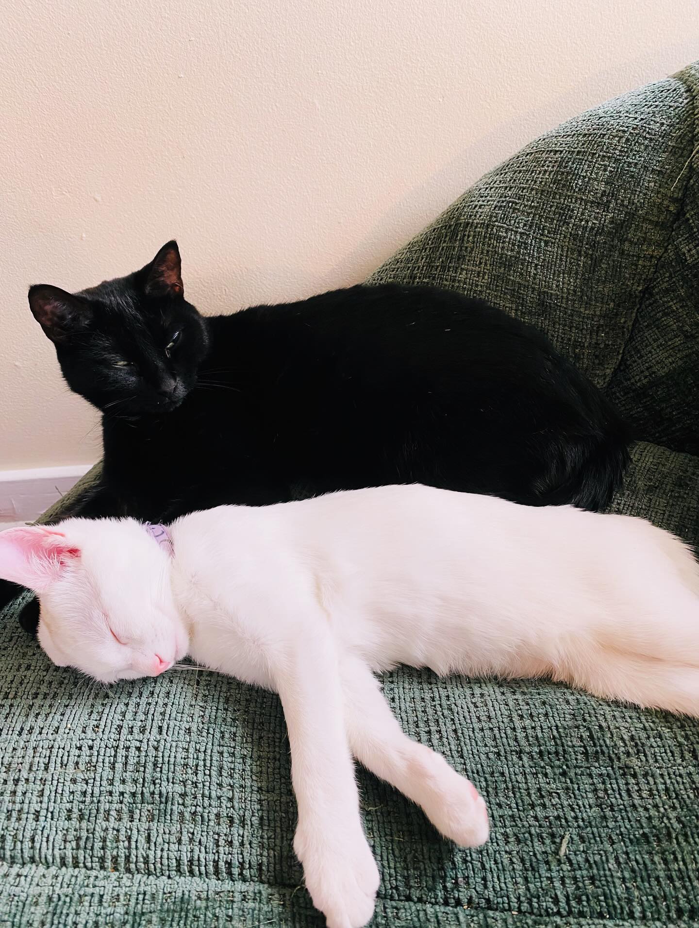 “Excuse me. Your writing is disturbing my nap.” 😾 I work hard to write so that they may laze about like this. 😂😅💪🏻