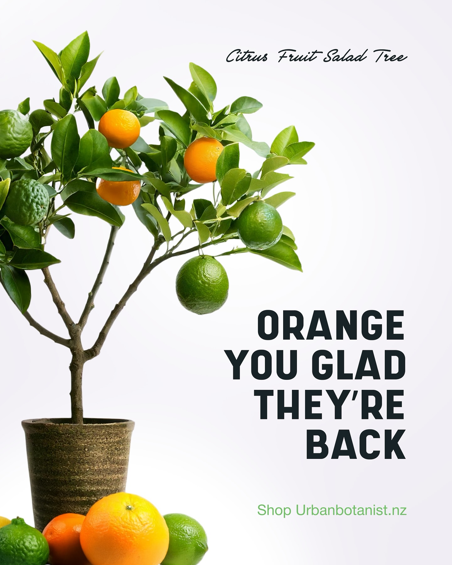 Citrus Fruit Salad Trees are back in stock! They’ve woken up for Spring and looking Lush! Only a small number for some varieties, so get in quick !