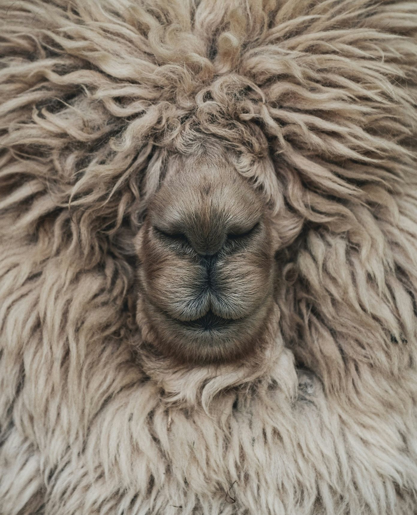 From nature, with respect.
Our wool comes from certified organic farms where animals are treated with care, fed naturally.
Every fibre of ours stands for responsibility: finest materials, thoughtful sourcing and no harm to the planet.
#CompassTex #sustainability #sustainable #FromSourceToFinish #SustainableFashion #SustainableTextiles #TextileSustainability #RecycledMaterials #SustainabilityMatters #EthicalSourcing #ConsciousManufacturing #EcoTextiles #fashion