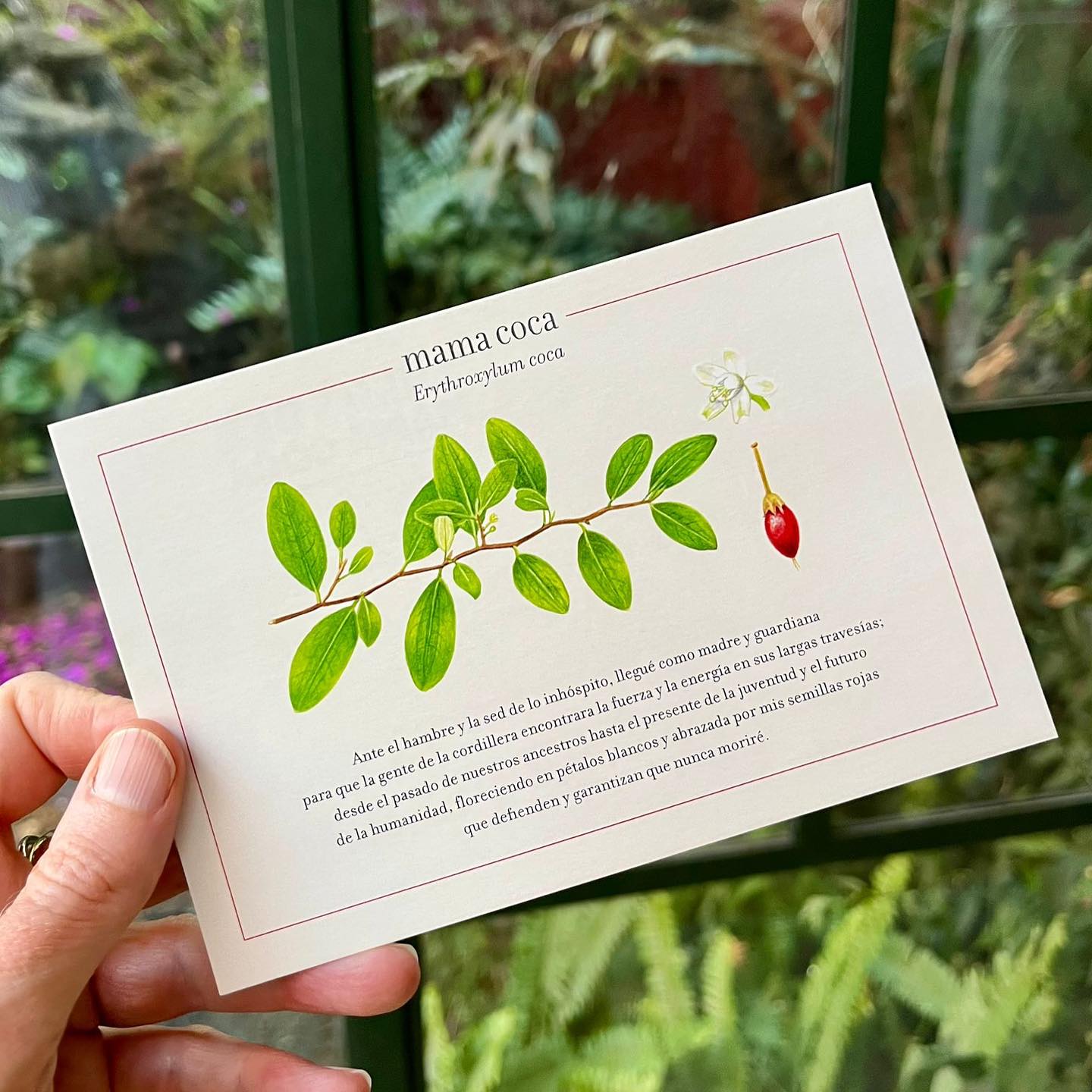 Estamos reuniendo piezas de arte, libros, plantas etc para nuestros museo vivo de la coca, para en cada presentación que tengamos puedas tener mayor acercamiento a la coquita en sus diversas bondades. Esta preciosa postal es posible gracias a @opuntia.mx @toseeclearly @mercadella