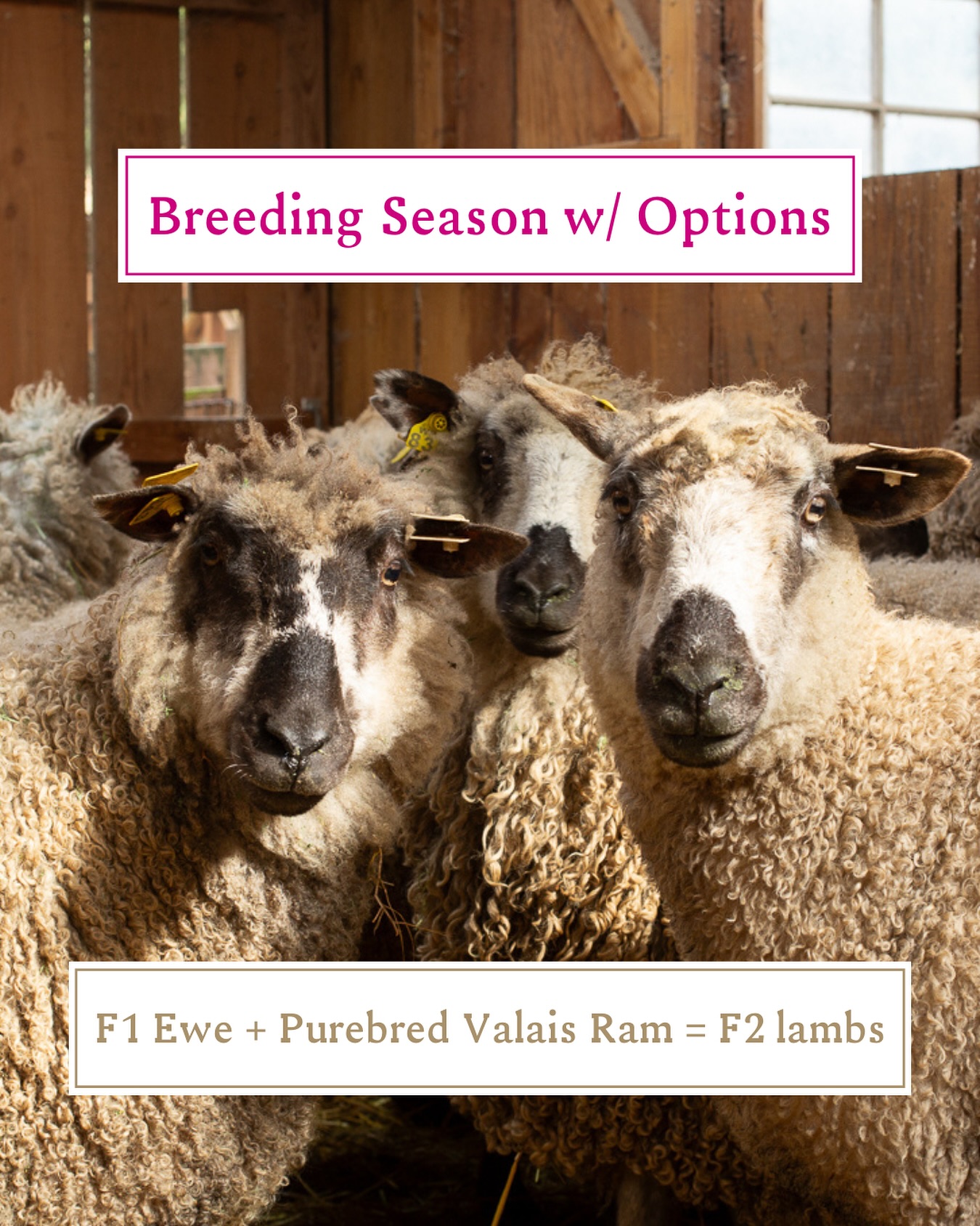 Budget friendly beauty in your fields🐑🌿
Get that classic Valais charm for a fraction of the price💸 We have some wonderful, but not perfectly marked, Purebred Valais Rams ready to go home with a small flock of beautiful percentage ewes.
Our percentage F1 ewes are gorgeous, friendly, easy lambers and bred for success. Along with a Purebred Valais Ram you’ll start smart and hit the ground running with your own solid breed up program✨
#valaisblacknose #valaisblacknosesheep #ram #breedingseason #breedup #lambing #purebred #flock #budgetfriendly #f1valais #f2valais #f2valaisblacknoselamb