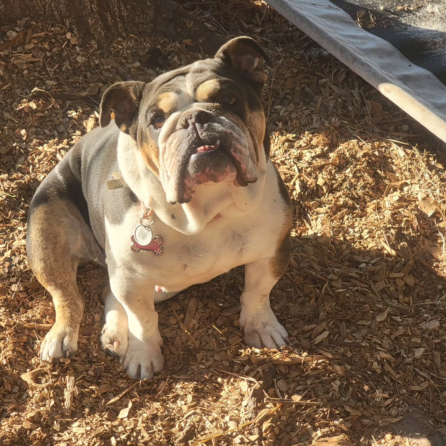 Ka$hi π
#dog #dogs #dostagram #dogsofinstagram #pup #puppy #pupper #doggo #puppylove #doglove #doglover #doggie #doglife #puppylife #dogsofinsta #puppiesofinstagram #dogsofsavannah #dogoftheday #pets #doglife #dogtraining #dogboarding #dogsitting #petcare #savannah #englishbulldog #englishbulldogsofinstagram #goldenhour