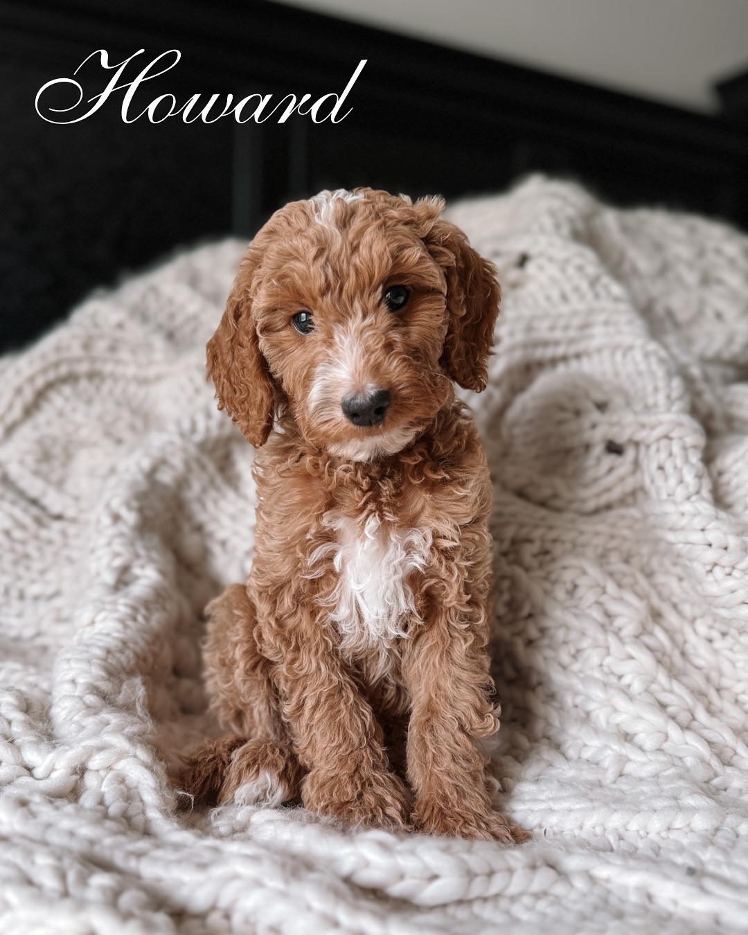 ✨ One month in their forever homes! ✨
It feels like just yesterday our precious University Litter were 8 weeks old and ready to join their new families, and now they’ve been spreading love, laughter, and puppy snuggles for a whole month! 🐾💛
We’re so proud of the amazing companions they’re already becoming. Each update, photo, and story from their families fills our hearts with joy, it’s exactly why we do what we do. 💕
We can’t wait to watch them grow into the happy, loving, and loyal pups we raised them to be! 🐶🌸
#MiniGoldendoodles #GoldendoodlePuppies #ForeverFamilies #DoodleLove #GoldendoodleBreeder #DogMom #GoldendoodlePuppies #TwoMonthsOld