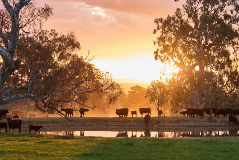 Joining time on the farm and synchronising for embryo implanting is in full swing. We are extremely grateful that the season has had a big turn around and we have some grass in the paddocks and beautiful feed for cattle. 🤗
.
.
.
@temaniaangus #spring #angusbeef #sunset #vichighcountry
