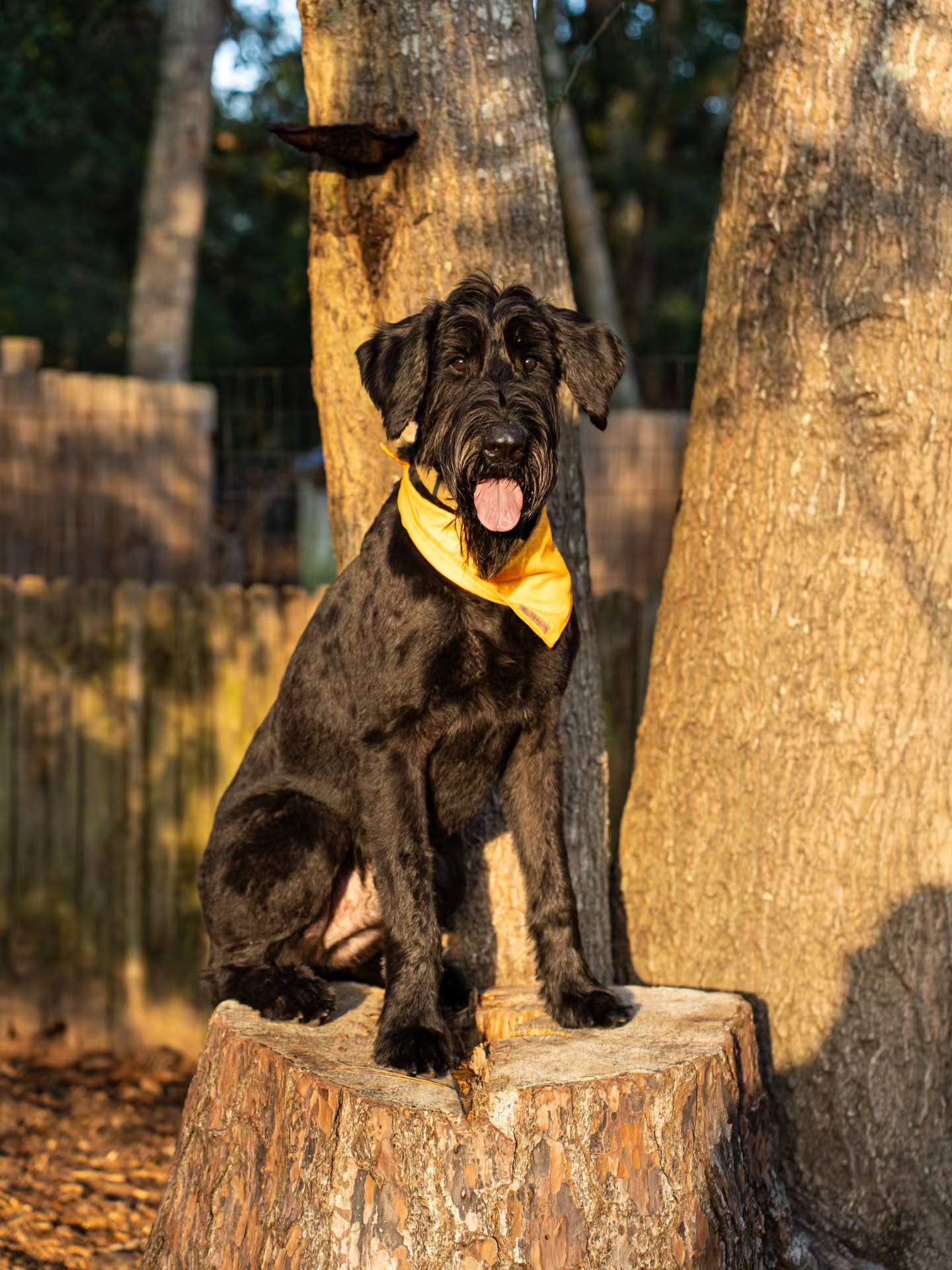 Some more snaps of our handsome Wolfgang 😍
Thank you @keylateannphotography for capturing our pack so well!
#dog #dogs #dostagram #dogsofinstagram #pup #puppy #pupper #doggo #puppylove #doglove #doglover #doggie #doglife #puppylife #dogsofinsta #puppiesofinstagram #dogsofsavannah #dogoftheday #pets #doglife #dogtraining #dogboarding #dogsitting #petcare #savannah #petphotography