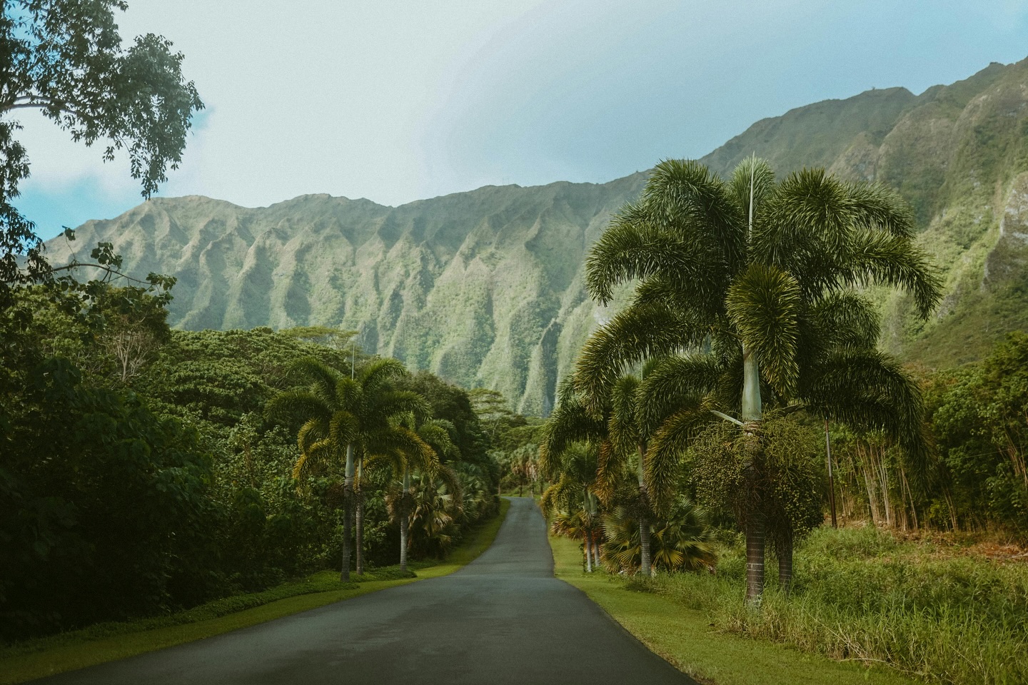 Good vibes only! Cheers to a beautiful #AlohaFriday 🤙🏽🌿 This is your friendly reminder to get outside this weekend and enjoy the outdoors with your loved ones 💚
#Hawaii #Oahu #ExploreHawaii #Nature #Hiking #HawaiiLife