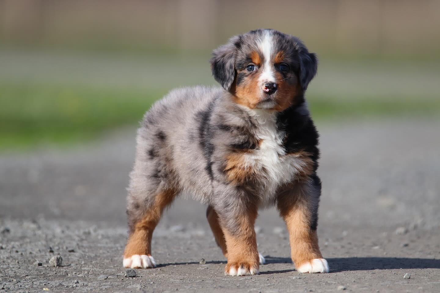 Frida & Gus Australian Mountain dog babies #lkauatralianmountaindogs