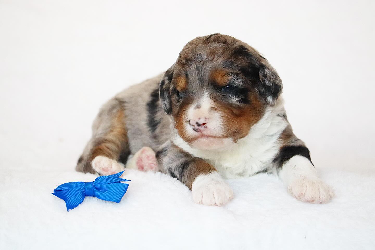 Doves Retirment litter of Australian Mountain Doodles is Here! Sired by Gus our Australian mountain dog stud. These babies are stunning and CHUNKY. Born 10/21/2025 they ll be ready about a week prior to Christmas. These babies will be offered to our waitlist first. #LKaustralianmountaindoodles #amdoodles #australianmountaindoodles