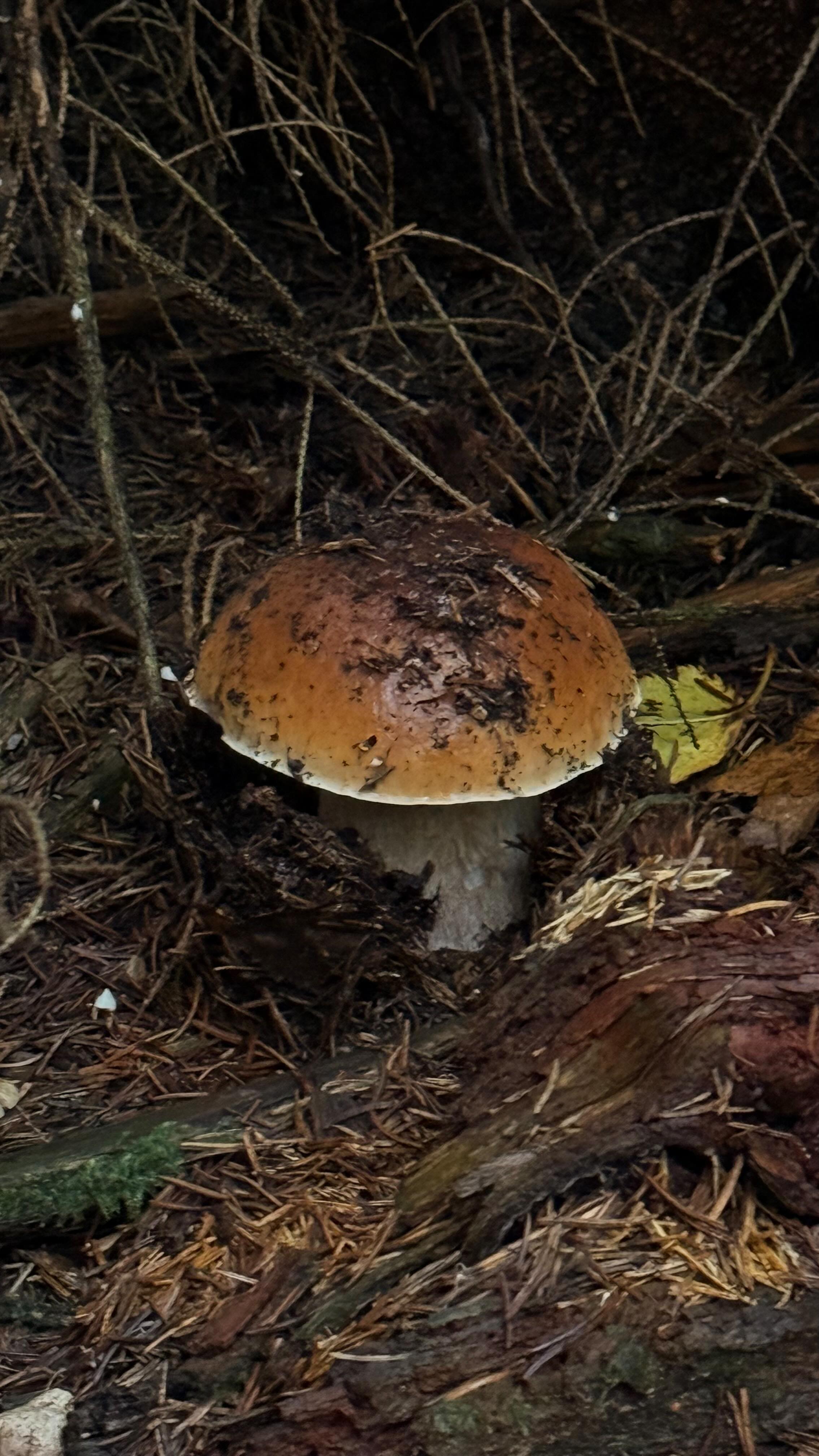 🌲 Der Steinpilz – König des Waldes 👑🍄
Manchmal braucht die Natur einfach Geduld. Vier Wochen lang kein einziger Fund – und dann steht er plötzlich da: Boletus edulis, prachtvoll, stark und voller Leben. 💚
Ein kleiner Reminder: Nicht aufgeben lohnt sich. Der Wald belohnt, wer ihm Zeit schenkt. 🌿✨
📍 Tipp: Schau dir unbedingt unseren neuen Blogbeitrag auf freigefuehl.de an – dort findest du alles rund um den Tückinger Weihnachtsmarkt in Hagen 🎄
📅 Wir sind am 6. & 7. Dezember dabei!
Dort gibt’s bei uns getrocknete, regionale Steinpilze – liebevoll gesammelt & schonend verarbeitet 🍄🤎
#Steinpilz #Boletusedulis #Pilzsuche #Freigefühl #Naturverbindung #GeduldDerNatur #Pilzfund #Mykologie #Waldliebe #Naturtherapie #Hagen #TückingerWeihnachtsmarkt #WeihnachtsmarktHagen #RegionaleProdukte #Wildsammlung #Naturhandwerk #FreigefühlNaturarbeit