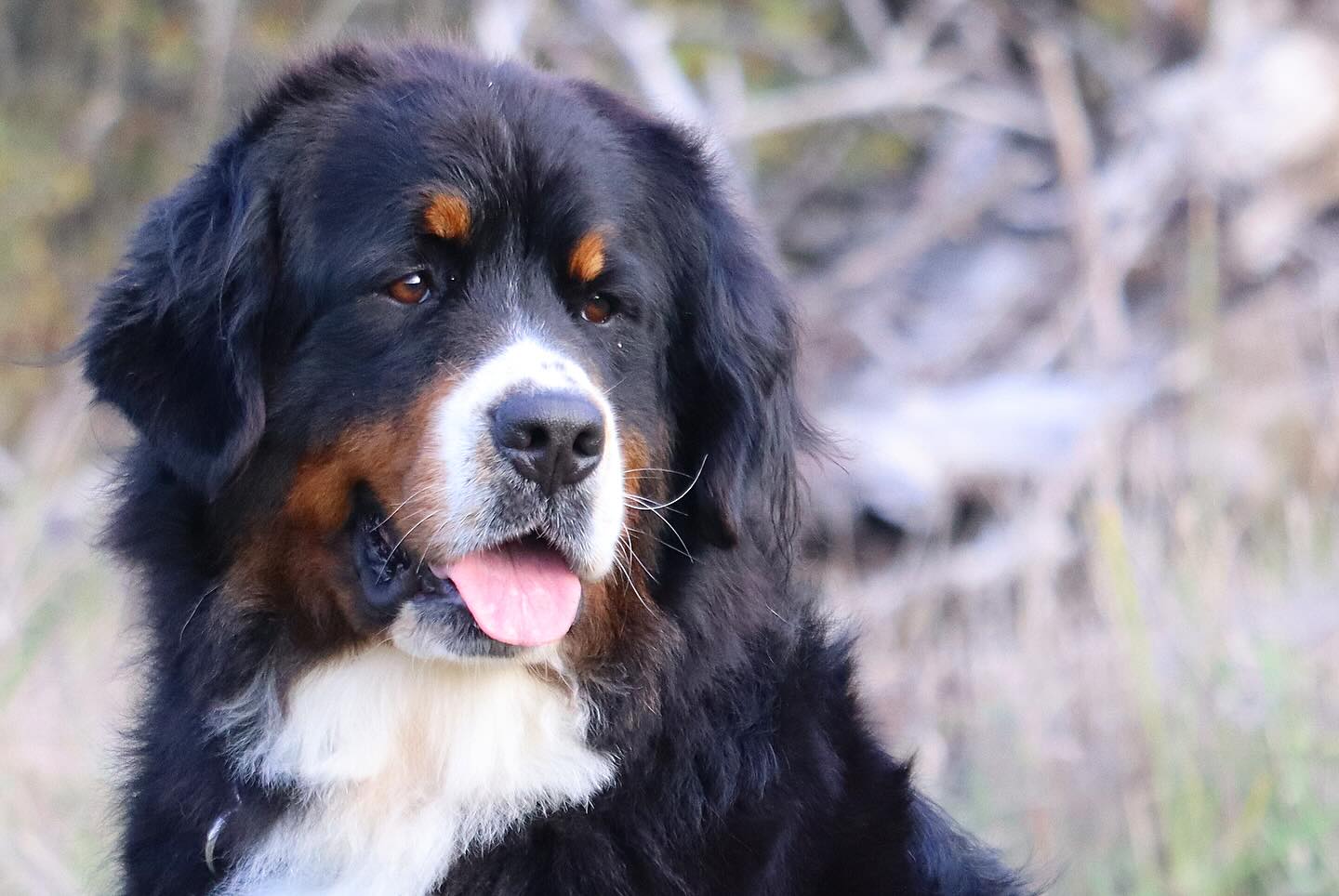 Momma Meredith - our Serbian Import Girl #LKbernese #lkbernesemountaindogs #bernesemountaindogs