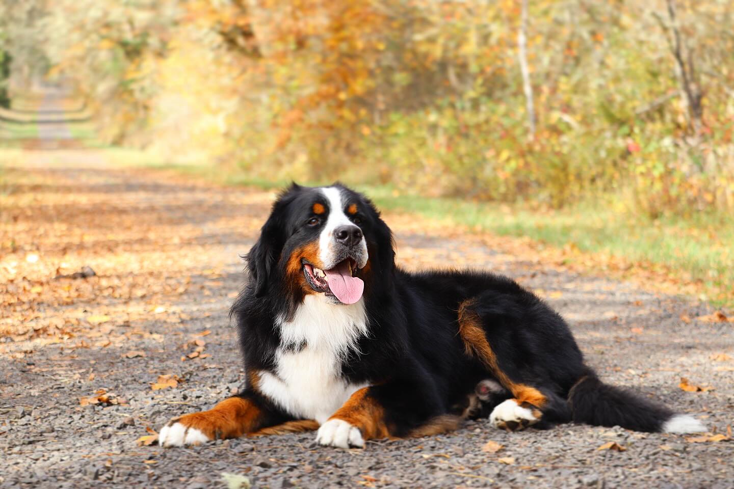 Big daddy Dean - our Serbian FCI/AKC Bernese Mountain dog stud 🥰🥰🥰 #LKBernese #bernesemountaindogs #bernese #berneseoftheday #bernesebreeder