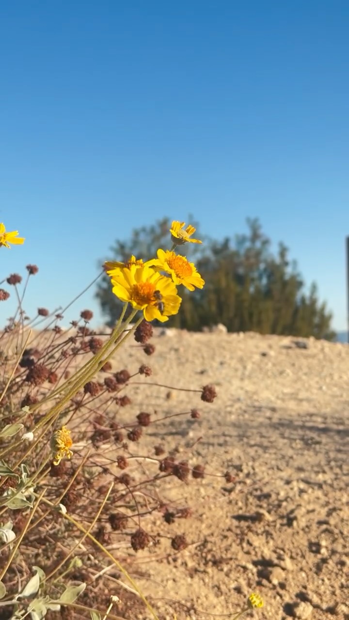 Give yourself permission to be still. The desert offers a necessary pause. A deep exhale. Here, the only agenda is the sun’s touch and feeling the warmth of the earth beneath your feet- This is Autumn in Joshua Tree.
Send to a friend who needs a dose of desert peace #staycocoon.
#joshuatree #joshuatreenationalpark #desertvacation #escape #travelgram #desertretreat #falltravel #travelcalifornia #warmplace #desertliving #hikingtrips #yuccavalley #slowdown #weekendescape