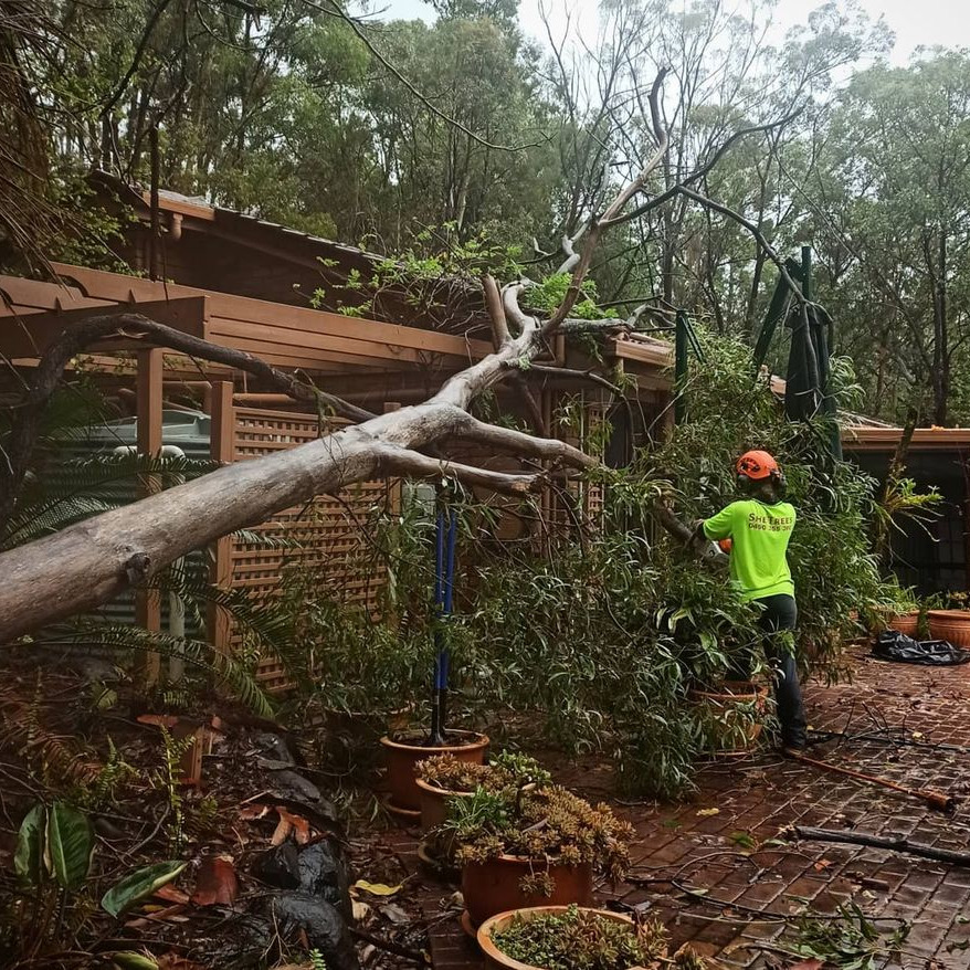 🌴 Storm season is on its way — is your property ready? 💨 Regular tree maintenance helps prevent falling branches, structural damage, and costly surprises when the weather turns wild. Keep your trees strong, safe, and beautiful with expert care from She Trees. 🌳✨ Call us 0490 355 360
#StormSeasonReady #TreeCare #GoldCoastArborist