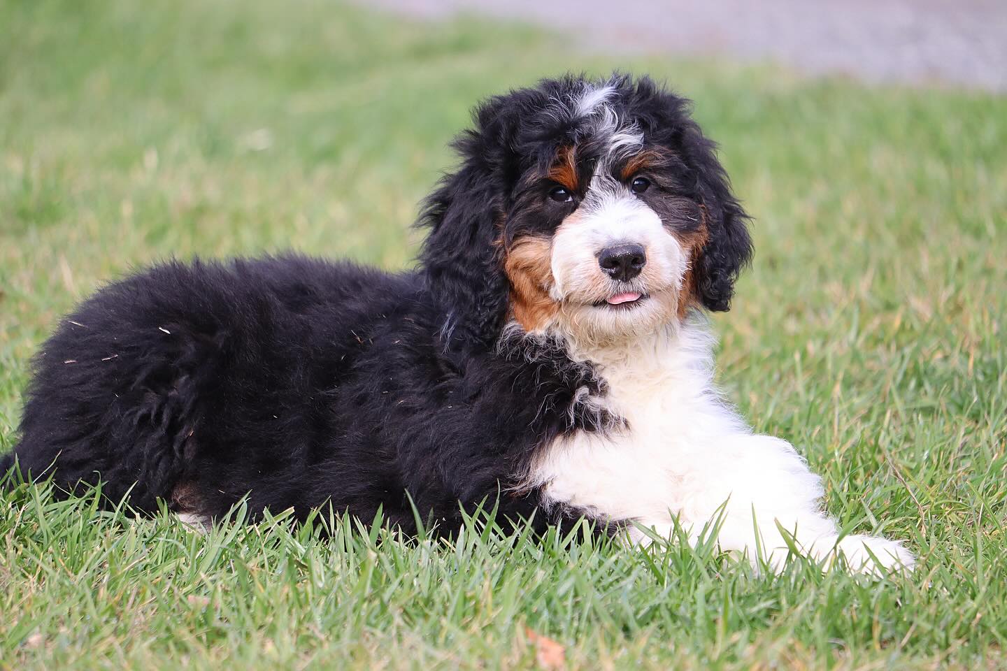 Jades Dark green Boy is baby available from Jade and Roman’s litter of F1 Medium bernedoodles #LKBernedoodles