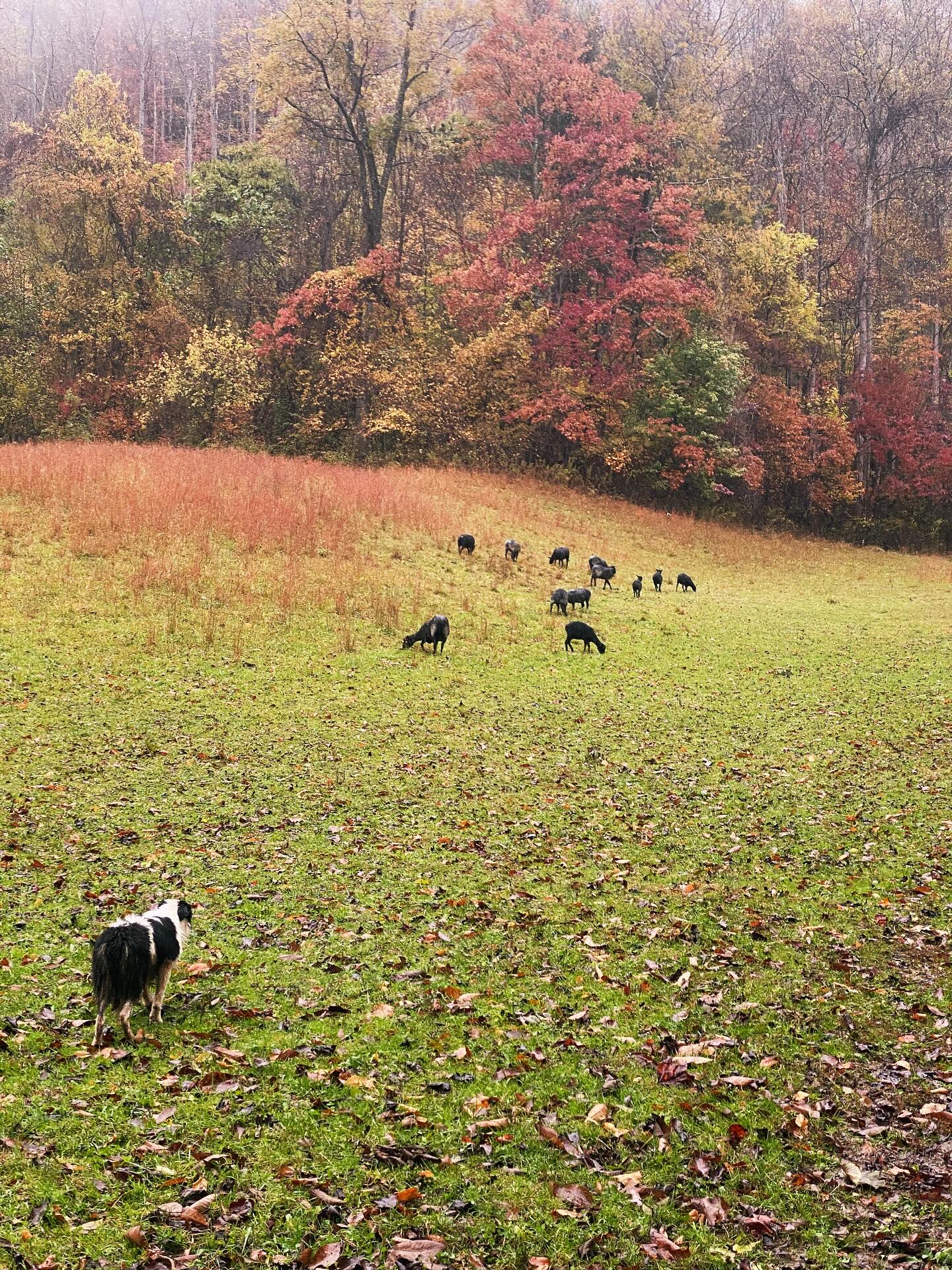 Rural Hill Sheepdog Trial and Dog Festival is THIS weekend in Huntersville, NC. Come watch us compete and then stop at some of the events/demos or shopping booths there! Should be a blast, send me a message if you come!