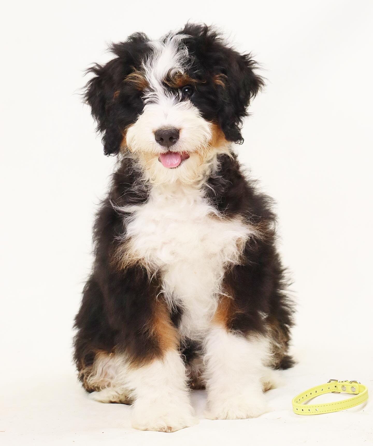 Esme & Romans f1 Bernedoodle babies - we have a few available and are half off - Dm to inquire! #lkbernedoodles #bernedoodlebreeder #bernedoodlehub #bernedoodlesofinsta #bernedoodlepuppy