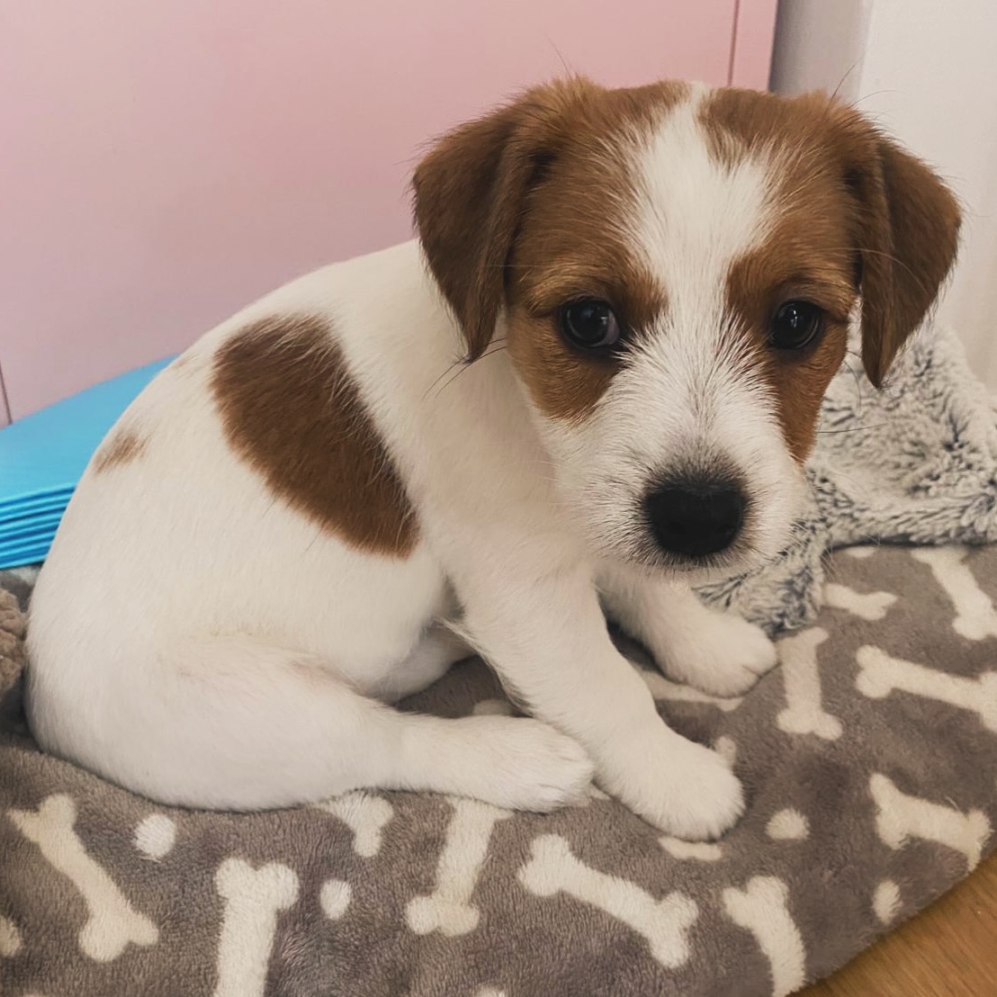 Beautiful Jackcamb Celeste Sky, aka Dolly, settling into her new home 🥹💖
#puppylove #jackcamblitterd #jackcambcelestesky #jackcambjrt #jrtpuppy #cute #jackrussellterrier #jrt #jackrussellterriersofinstagram