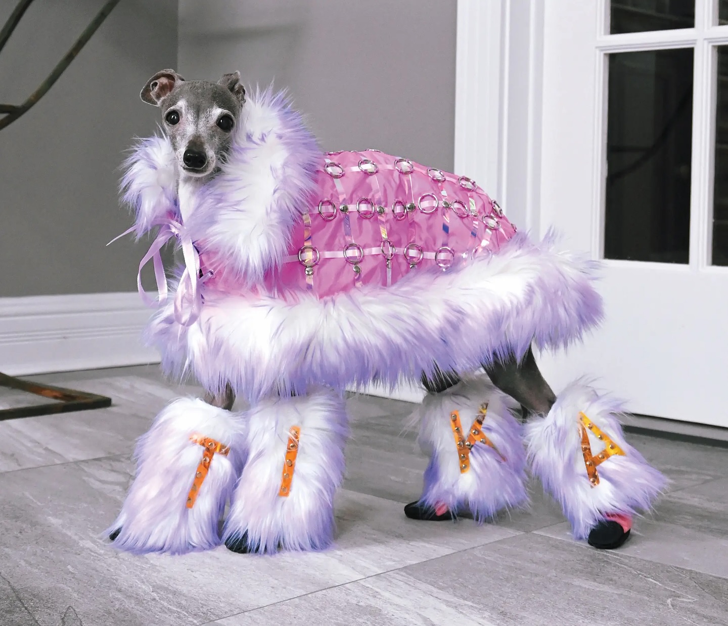 We’ve lost a good one folks, the Anna Wintour of Dogs: @tikatheiggy 💔
Her dad’s shared on her account on November 4th: “Tika, I really thought you were going to live forever. I thought we had more time, but there are things we cannot control. Our hearts are shattered.”
Tika, a beautiful Italian greyhound, was known online for being one of the world’s greatest fashion dog influencers attending fashion shows, red carpets being interviewed by Vogue and even releasing a book on her lessons on life, love and of course fashion.
When her owners first started posting Tika’s outfits back in 2016 it was because the pair lived in Montreal and little Tika required clothes to stay warm in the winter months and he thought why not have some fun with it! Before long her account had over 1 million dedicated followers who just could not wait to see Tika in her next extravagant outfit.
RIP Tika, you were the definition of DIVA 💖