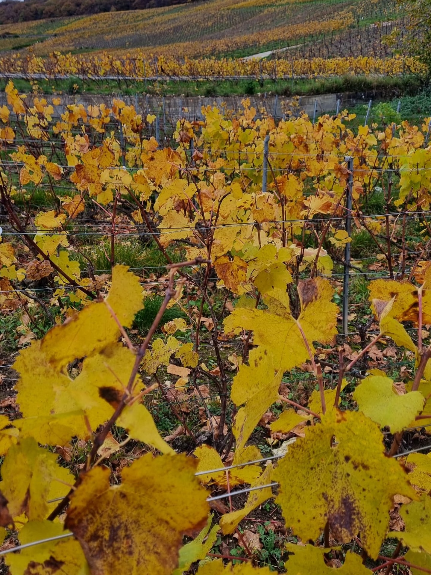 🍁 Les vignes changent de couleur et l’automne s’installe doucement. Jaune, orange, quelques touches de vert… chaque rang devient un petit tableau à observer, un moment simple mais qui vaut le détour.
#champagnebrassart #champagne #vigneschampagne #vignes #automne