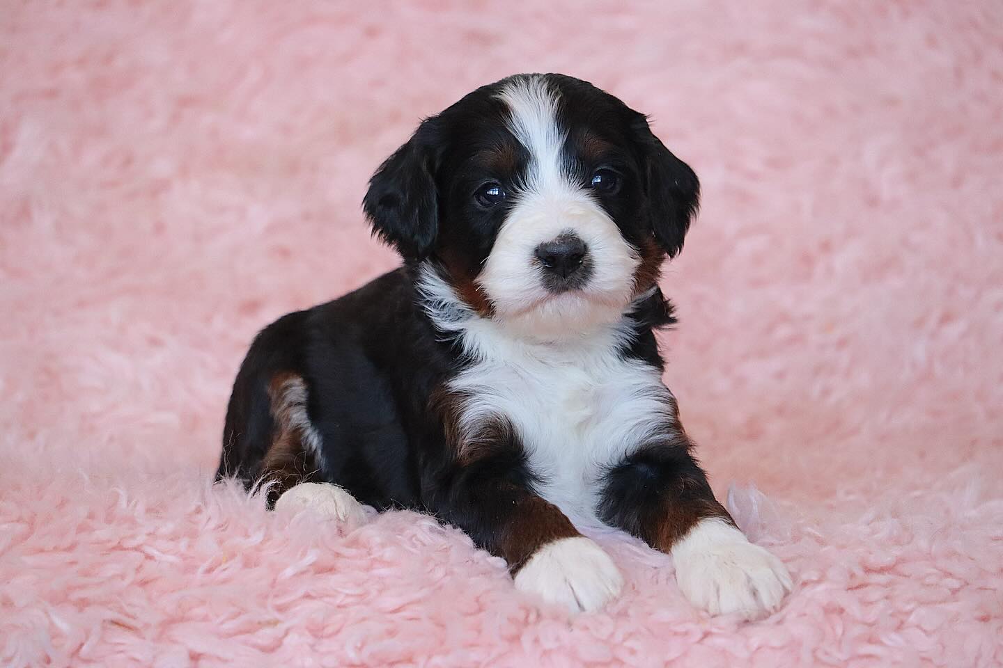 Kipper & Spyces F1 small Medium Bernedoodles #lkbernedoodles