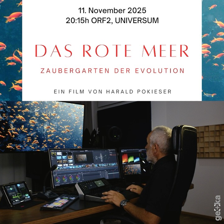 Das Rote Meer – Im Zaubergarten der Evolution🌊
Ein Universum von Harald Pokieser aus dem Hause @cosmos_factory_filmproduction .
Wir durften das Colorgrading in unserem gekastudio übernehmen – meisterhaft umgesetzt von Raimund Sivetz.
📺 Dienstag, 11. November | 20:15 Uhr | ORF 2
📲 Oder jederzeit auf ORF ON zum Nachsehen
#universum #orf #colorgrading #gekafilm #ndr #arte #cosmosfactory