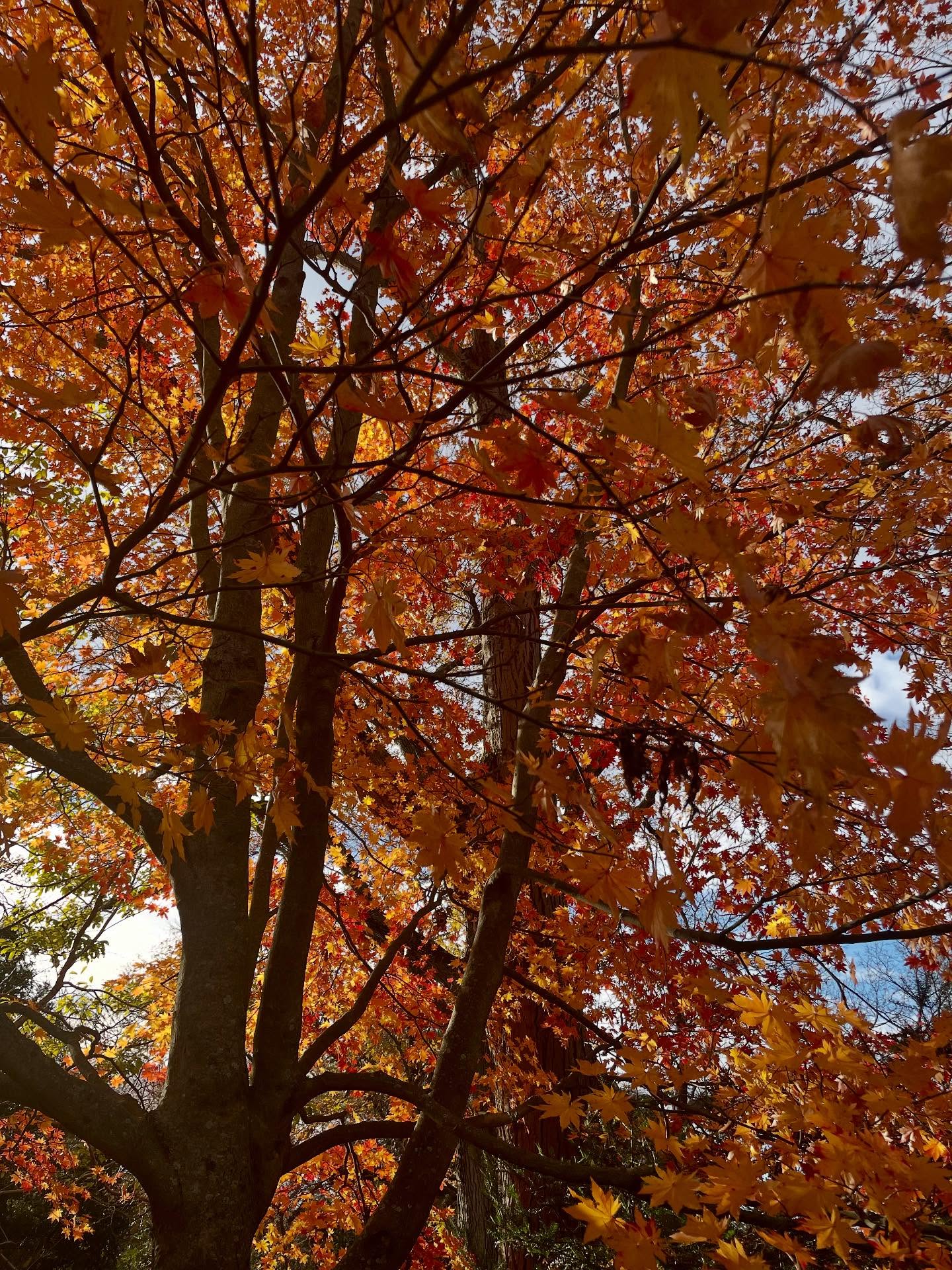 Fall magic