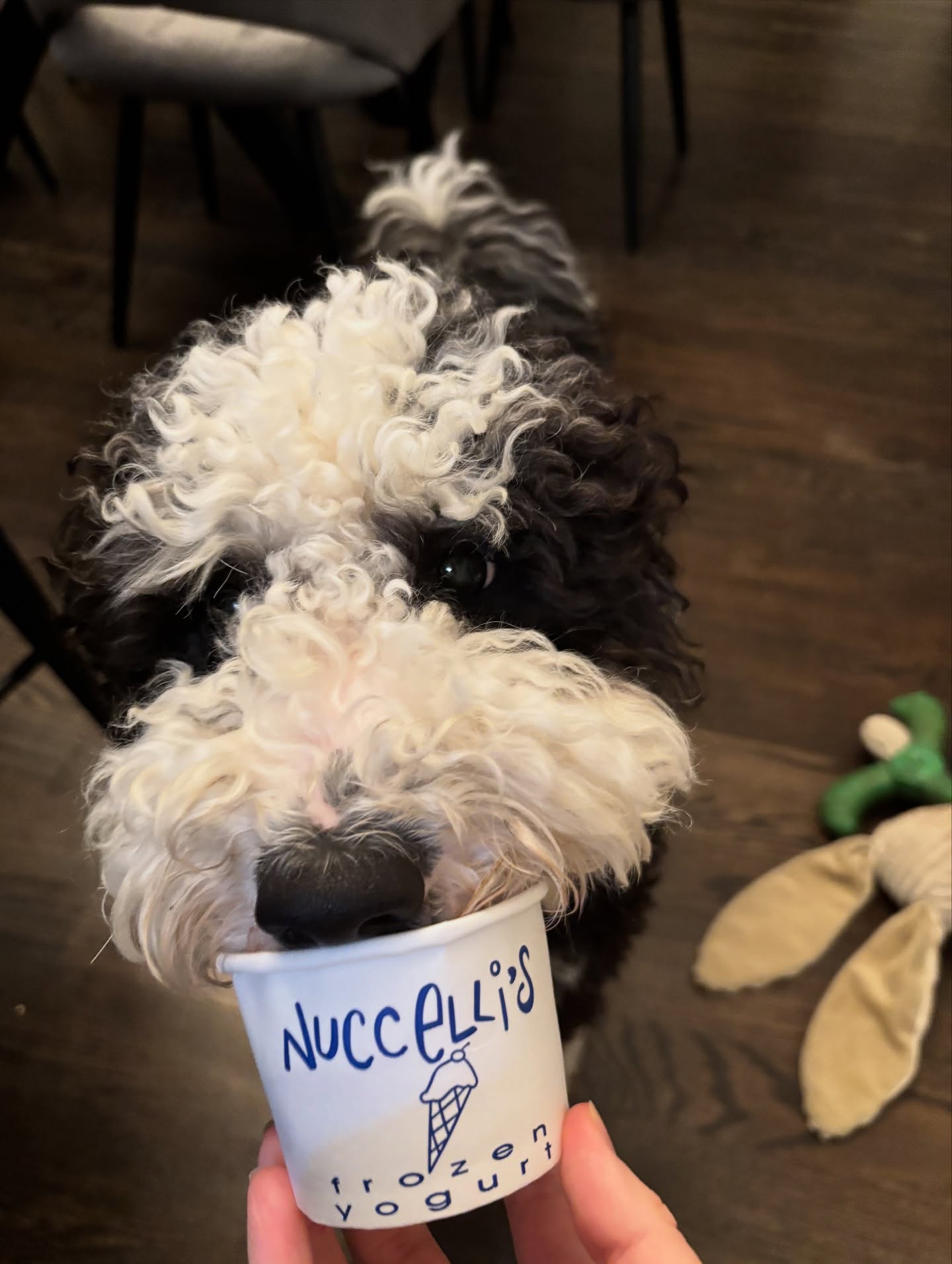 Caught Blu sneaking a little Nuccelli’s… can’t blame him 😋🩵
PSA from Blu 🐾: Nuccelli’s is open all weekend!
Fri 3-8pm | Sat 12–8pm | Sun 12–7pm
#FrozenYogurtLove #essexcountyeats #PureJoy #Nuccellis #IceCream #FrozenYogurt #Froyo #YQG #YQGBusiness #YQGFood #Amherstburg #Windsor #Lasalle #Kingsville #Harrow #Essex #explorepage #WindsorEats #Yummy #Dessert #Shoplocal #SupportLocal #YQGStandStrong #TakeOut #ontarioeats #OntSouthwest #DiscoverOntario
